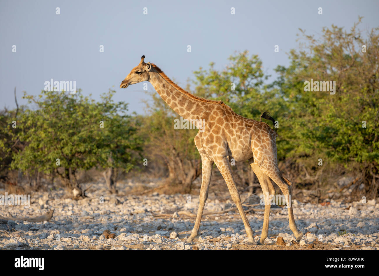 Giraffa meridionale (Giraffa giraffa). Sottospecie - Una giraffa di angolani o giraffa namibiana (Giraffa giraffa angolensis) Foto Stock