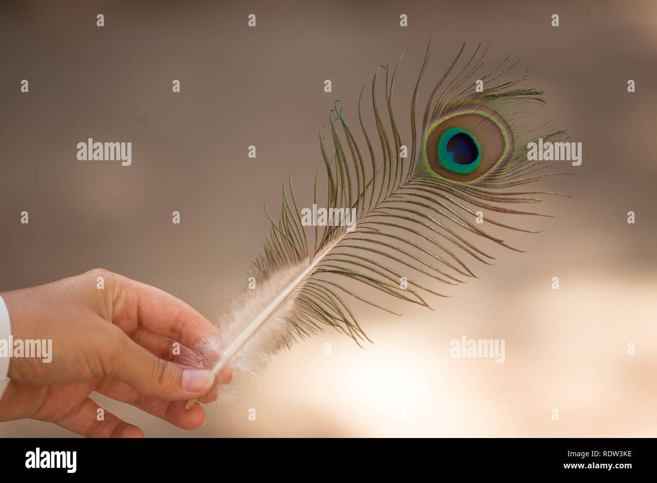 Nizza peacock feather con sfondi sfocati in mano Foto Stock