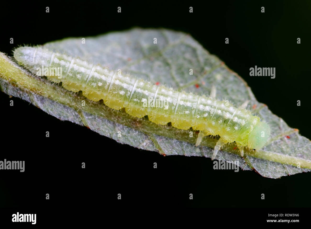 Sawly larva l'alimentazione Foto Stock