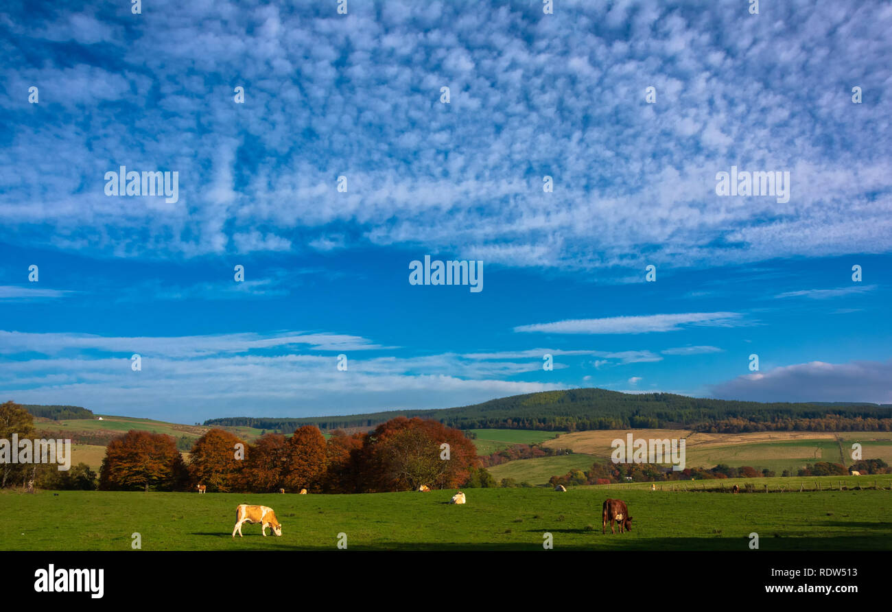 Terreni agricoli vicino a Dufftown, Grampian, Scotland, Regno Unito Foto Stock