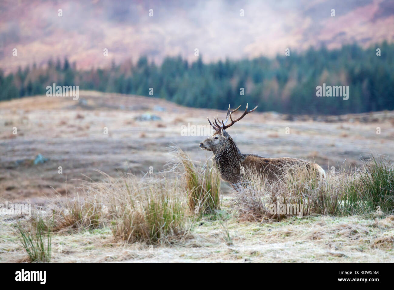 Cervi, Cervus elaphus in Scozia Foto Stock