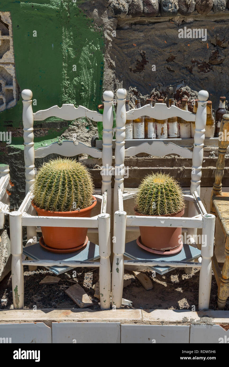 Suocera sede due pungenti cactus su una sedia Foto stock - Alamy