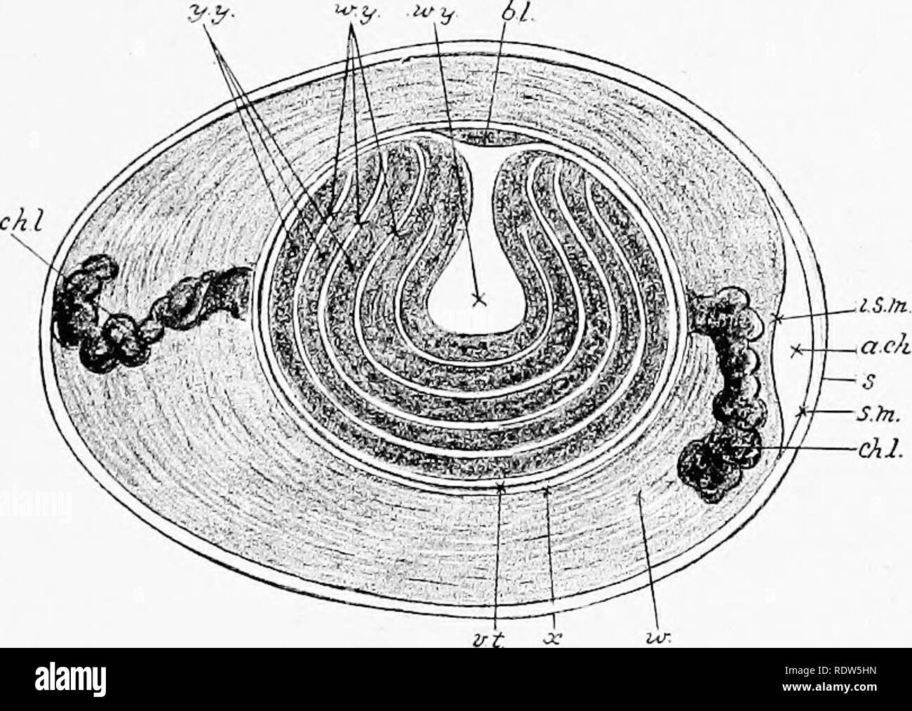 . Un manuale di laboratorio e libro di testo di embriologia. Embriologia. Le cellule germinali *9. Fig. 2.-sezione schematica longitudinale di una ONU- incubato un uovo di gallina (dopo Allen Thomson, in Heisler). (Alquanto alterato): b.l, area germinal; w.y, bianco tuorlo, il quale è costituito da un pallone di centrale-massa sagomata e un num- ber di strati concentrici che circonda il tuorlo giallo (v.y.); io1.', vitelline membrana; X, un fluido un po' al- strato buminous che immediatamente avvolge il tuorlo; w, albume, composta da strati alternati di più e meno fluido porzioni; ch.l, chalaza:; un.ch, aria-camera presso l'estremità smussata del Foto Stock