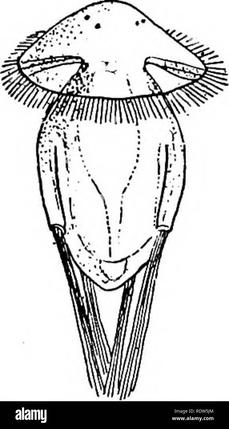 . Un libro di testo di morfologia di invertebrati. Invertebrati. 272 morfologia invertebrato. progetto in canali del guscio sono stati dichiarati essere sensoriali, contenente un nervo assiale-fibra terminante in un sen- sory cell. Il nepliridia (Fig. 120, Me) sono rappresentate da due o quattro (Bhynchonella) ad imbuto tubi corti che si aprono da una bocca fimbriated ad una estremità nella cavità coelomic e rapidamente si restringe verso l'estremità esterna aperta da un piccolo poro nel manto-cavità. In aggiunta al loro probabile Excretory function, queste strutture, come in alcuni dei Anne- lida, servono anche come Foto Stock