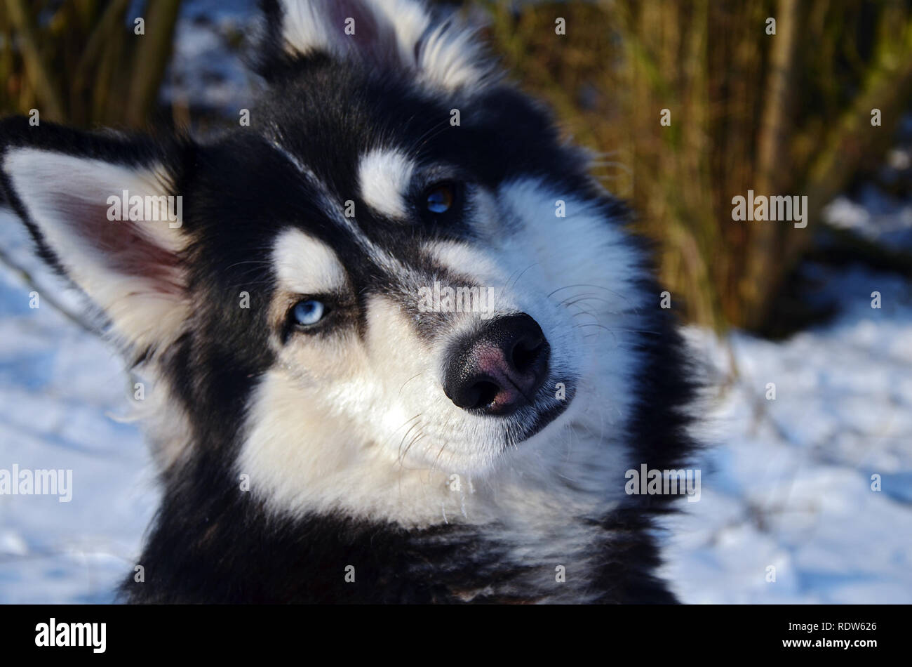 Siberian Husky inclinando la testa con un naso di neve in inverno. Nasi rosa vengono visualizzati a causa di una perdita di pigmentazione in inverno Foto Stock