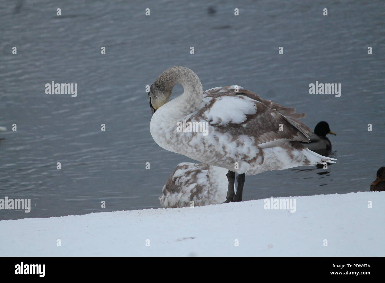 Bella grazioso bianco cigno selvatico danza sulla neve in riva al fiume in inverno freddo giorno Foto Stock