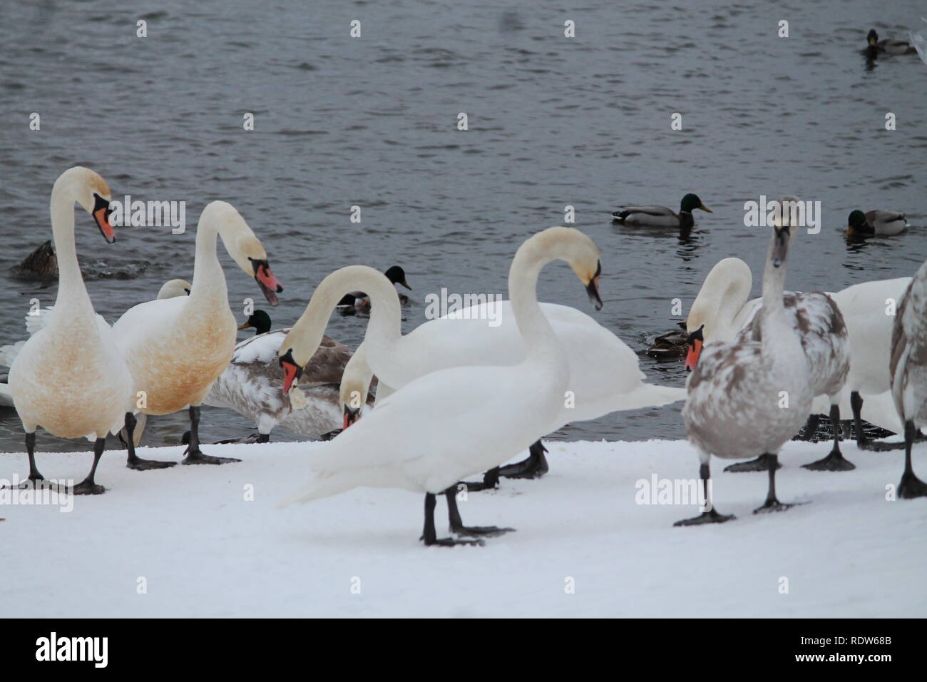 Bella grazioso bianco cigno selvatico danza sulla neve in riva al fiume in inverno freddo giorno Foto Stock