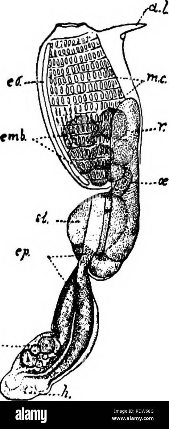 . Le foche e pelliccia-tenuta isole dell' oceano Pacifico settentrionale. Tenuta; guarnizioni (animali). /R &gt;"".£:;: lunghezza, 45 mm. più piccolo. Colore bruno verdastro. Zooids.-grandi e numerosi, anche se poco visibili sulla superficie delle conserve di colonie. I sistemi irregolari contengono numerosi zooids, molti dei quali sono abbastanza lontani dalla ampia ma poco appariscente orifizio atriale comune del sistema. Posizioni approssimativamente perpendicolare alla superficie della colonia. (Pig. 14 Z.) corpo distintamente separato in tre regioni, Viz, torace, addome e postabdomen. (Fig. 15.) Le misurazioni della zo Foto Stock