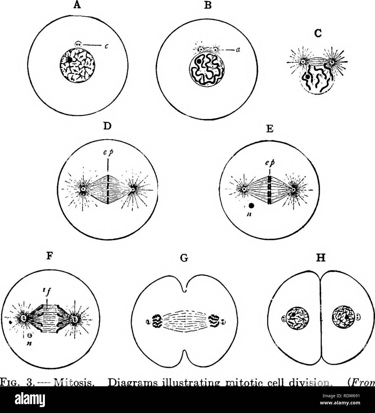 . Il germe del ciclo cellulare in animali . Le cellule. Introduzione 15 tween la centrosomes (D, ep). Lo stadio mostrato in Fig. 3, D è noto come il amphiaster ; in questo momento. 3. Â la mitosi. Diagrammi illustranti divisione cellulare mitotica. (Da Wilson.), una cellula di appoggio; B, prophase mostra spireme e nucle- olus entro il nucleo e la formazione del mandrino e gli astri (a); C, successivamente prophase mostrante la disintegrazione della membrana nucleare e la rottura di spireme in cromosomi; D, fine del prophases, mostrando completa il mandrino e gli astri con cromosomi in piastra equatoriale (EP); e, metafase â ciascun cromosoma s Foto Stock