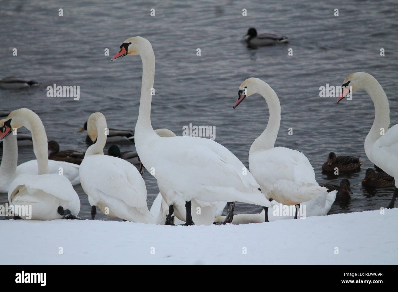 Bella grazioso bianco cigno selvatico danza sulla neve in riva al fiume in inverno freddo giorno Foto Stock
