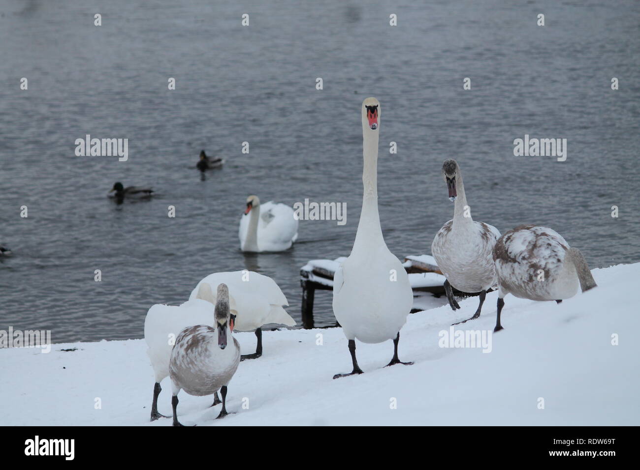 Bella grazioso bianco cigno selvatico danza sulla neve in riva al fiume in inverno freddo giorno Foto Stock