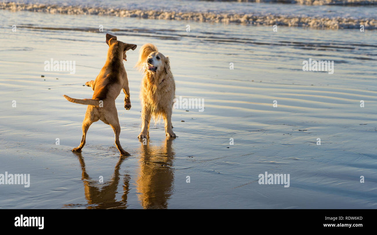 Cani giocando sulla spiaggia di Newton vicino Porthcawl, Galles del Sud Foto Stock