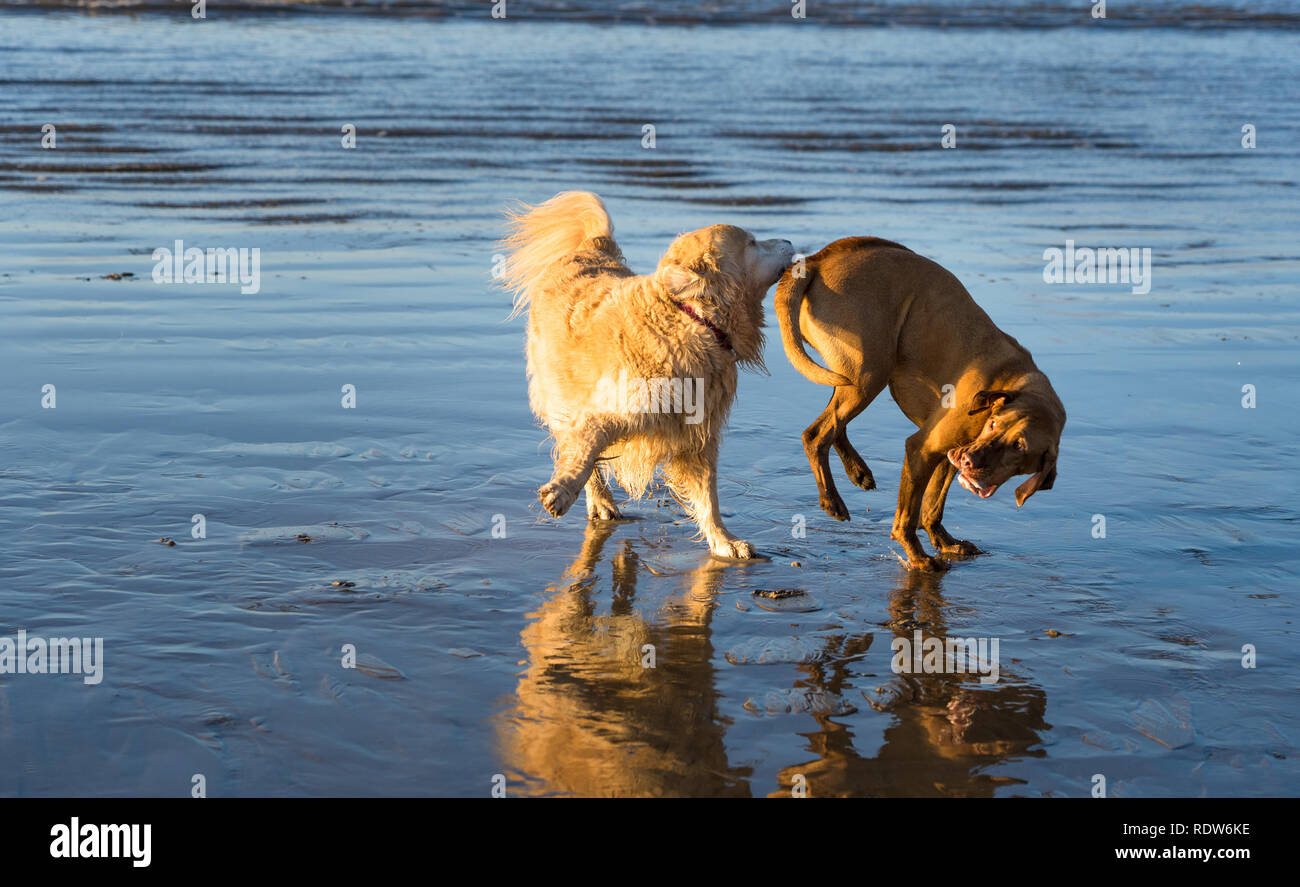 Cani giocando sulla spiaggia di Newton vicino Porthcawl, Galles del Sud Foto Stock
