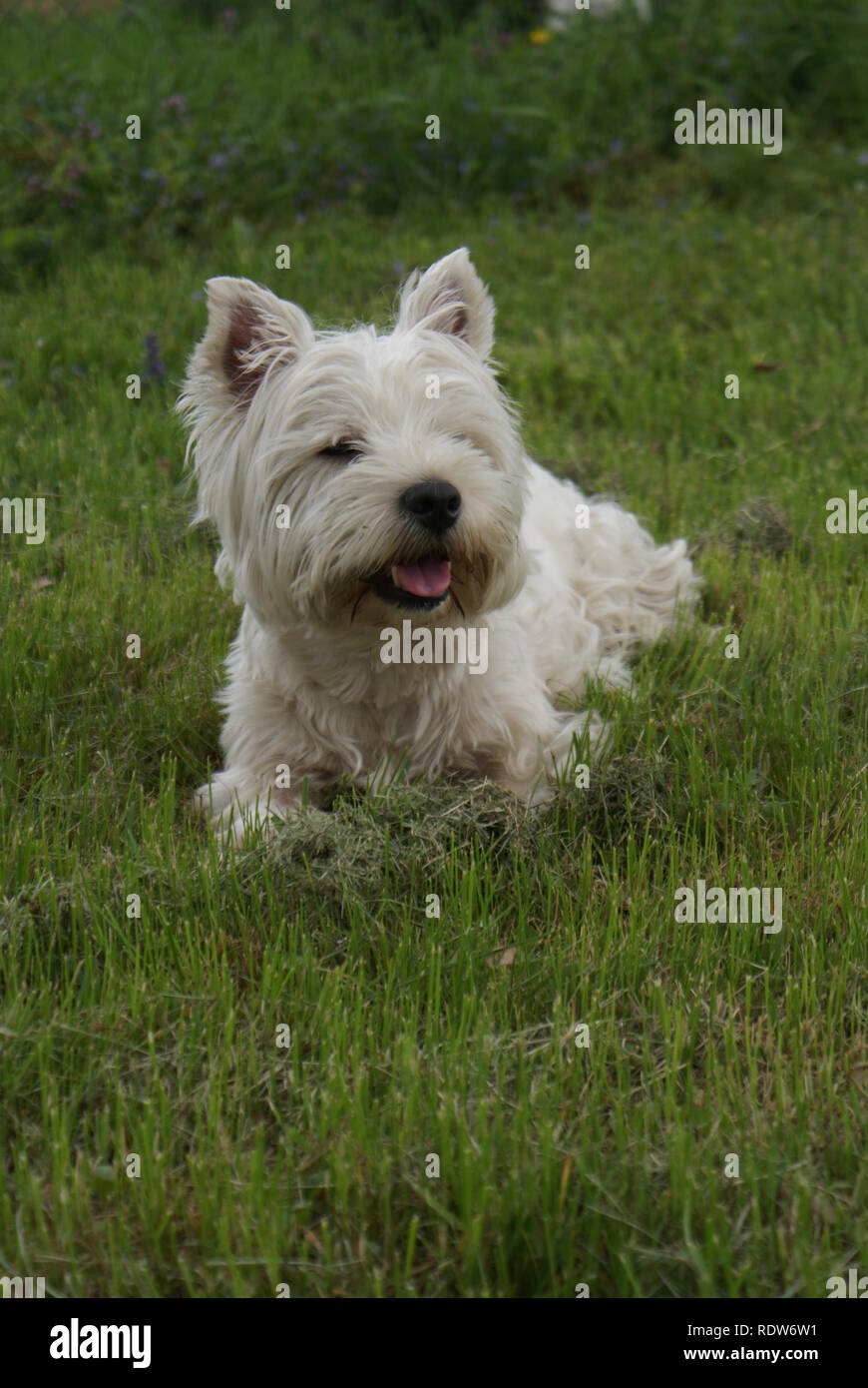 West Highland White Terrier in erba sticking tounge out Foto Stock