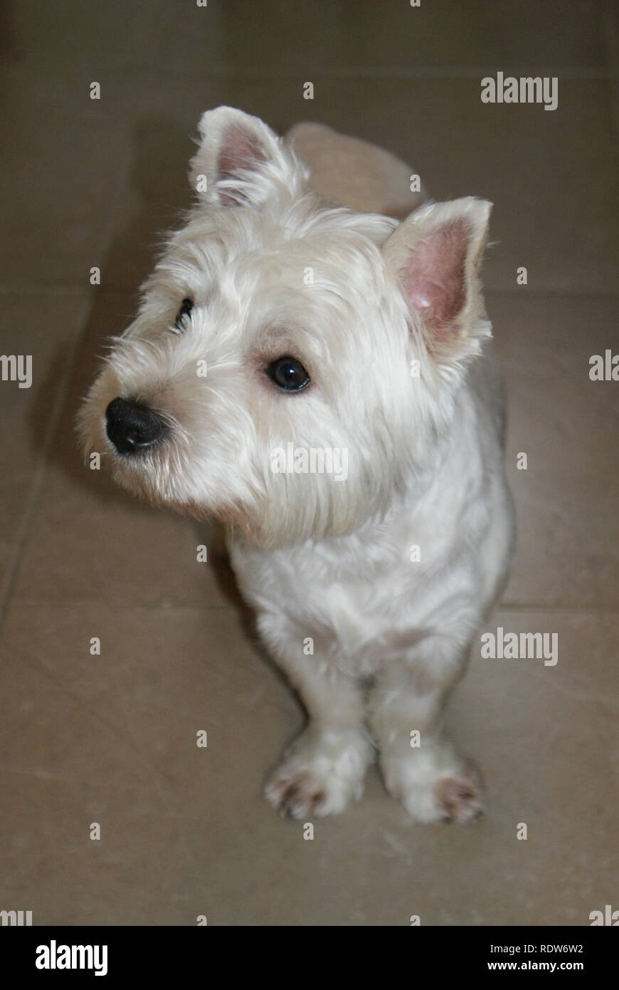 West Highland White Terrier funny gambe posizione ritratto Foto Stock