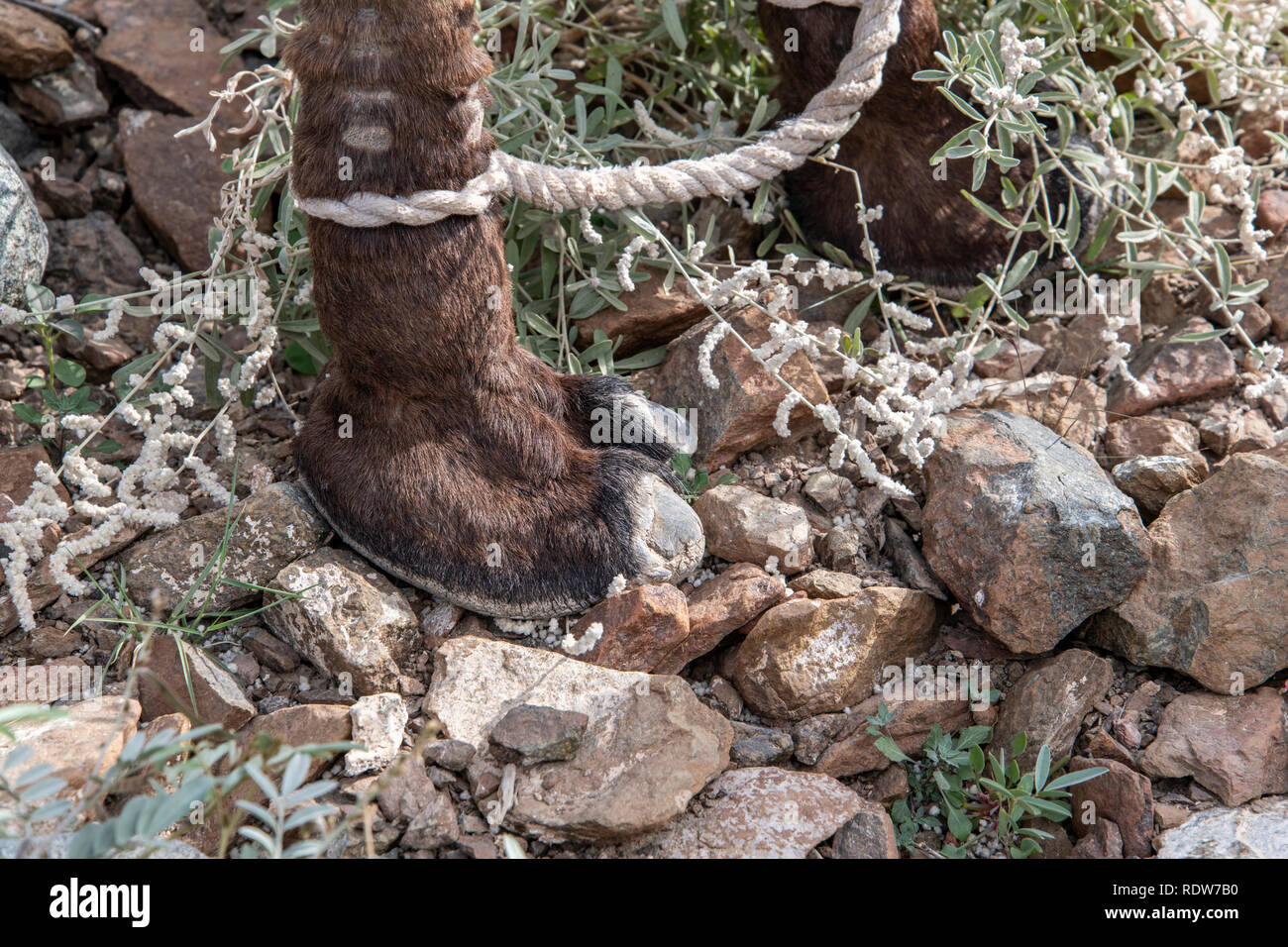Vista dettagliata del cammello piede anteriore in piedi sulle rocce con una corda che collega entrambi i piedi anteriori per evitare l'animale a percorrere lunghe distanze Foto Stock