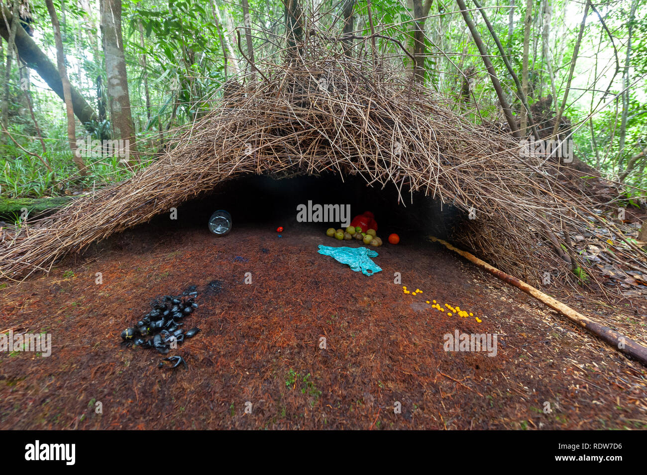Vogelkop bowerbird (Amblyornis inornata) bower in Arfak montagne, Papua occidentale, in Indonesia Foto Stock