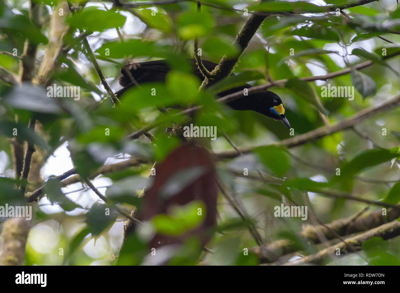 Long-tailed Paradigall (Paradigalla carunculata) in Arfak montagne, Papua occidentale, in Indonesia Foto Stock