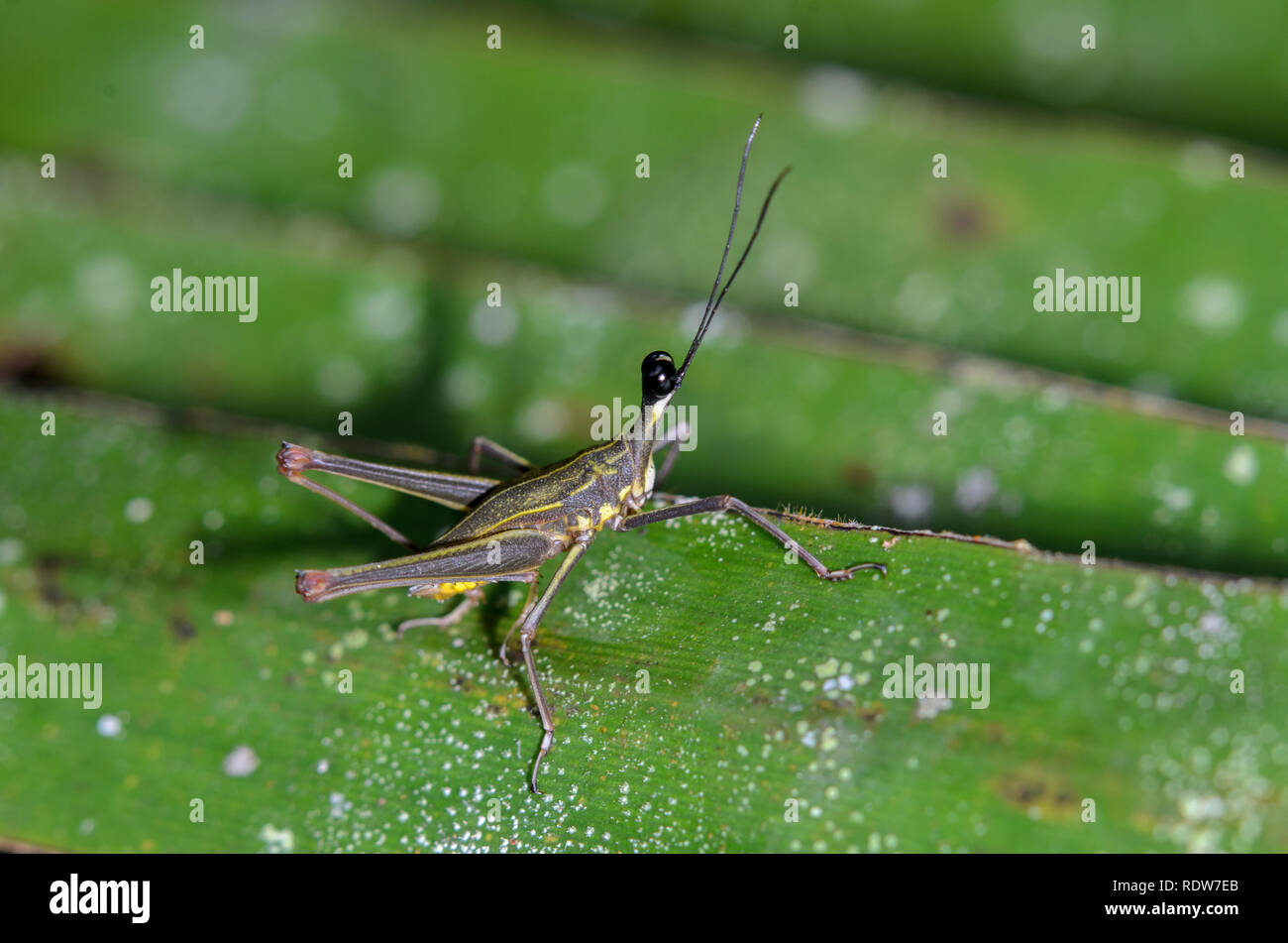 Longhead pigmeo di Grasshopper (Ophiotettix sp. ) In Arfak montagne, Papua occidentale, in Indonesia Foto Stock