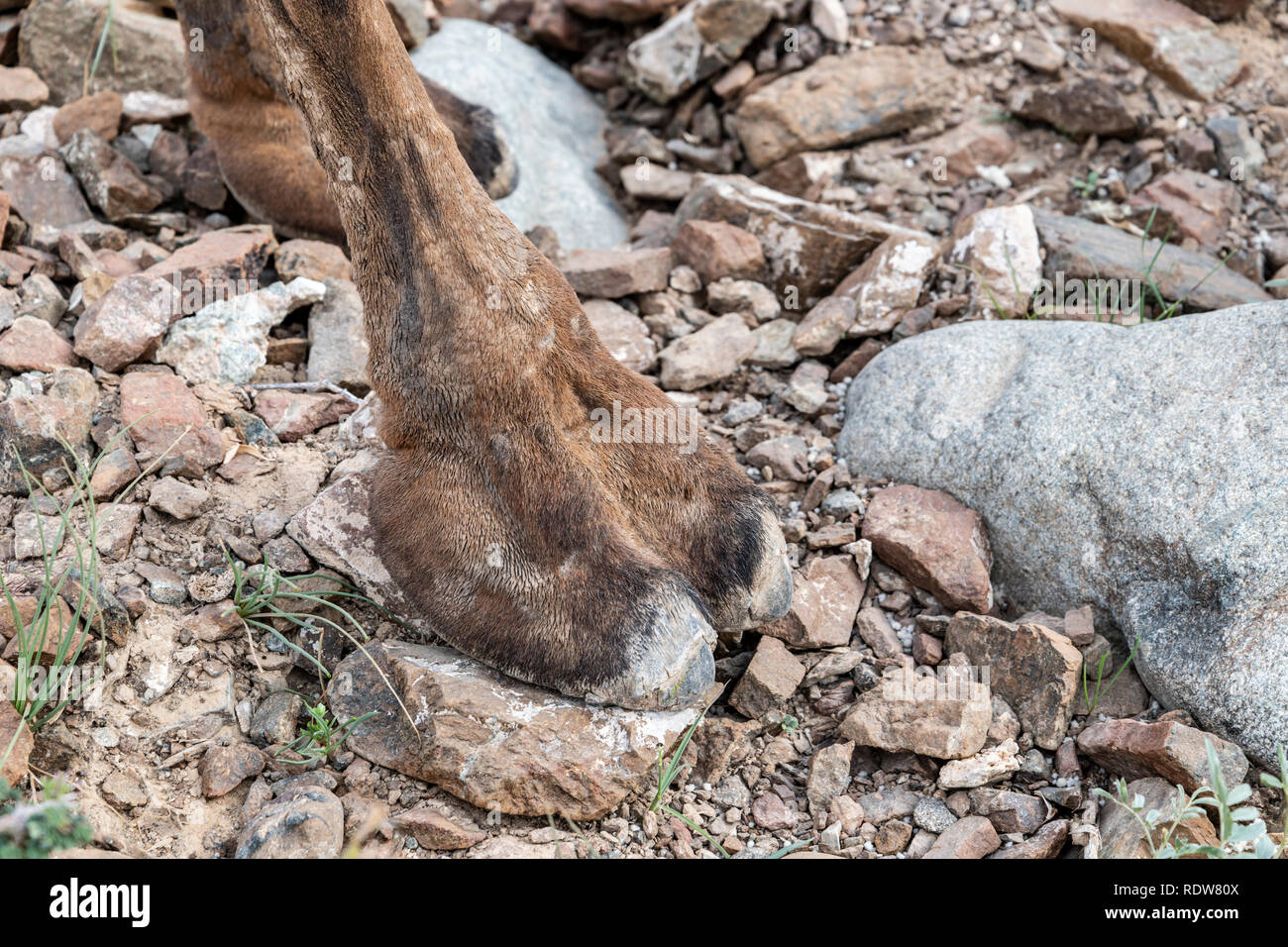 Vista dettagliata del cammello piede anteriore in piedi sulle rocce Foto Stock