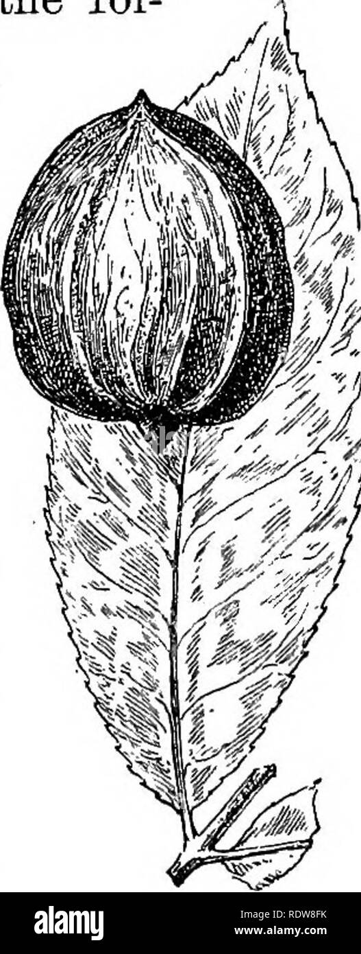 . Conosce gli alberi e le loro foglie . Alberi. Il SUMACH, noci, HICKORIES, ecc. 231 Il brownisli-wliite legno è estremamente robusta e resistente ed è molto utilizzata nella fabbricazione di carrelli, attrezzi agricoli, ax gestisce e carri agricoli. Il bello, cancellare il verde delle foglie e le proporzioni simmetriche del shagbark hickory rendono un imponente albero di eccezionale bellezza. Vi è il più maestoso e pittoresco albero, oltre 50 metri di altezza, sul terreno del Sig. Augusto Fowler, a Danvers, messa. BigSheUbark. Il grande shellbark differisce dall'GaryamUata.. precedenti spccies nel fol- Hico Foto Stock