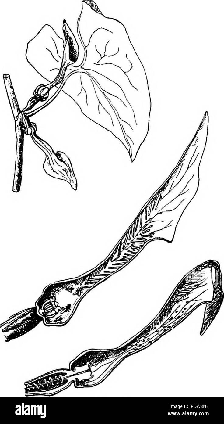 . La vita dell'impianto. La fisiologia vegetale. 246 LA VITA DELL'IMPIANTO tempo più tardi il stami maturano e split; gli insetti agitato muoversi nella loro prigione (71, sezione superiore) e coperti con il polline ; ma questo pol- len per raggiungere lo stigma non pro- voke self-fertilisa- tion, perché lo stigma ha già appassiti. I peli della corolla presto in seguito appassire e cadere (71, sezione inferiore), la porta della prigione è aperto e l'insetto, coperto con il polline, vola fuori per essere catturati nuovamente da una trappola di simili in un altro fiore. In seguito, il lobo superiore della corolla garrese, un Foto Stock