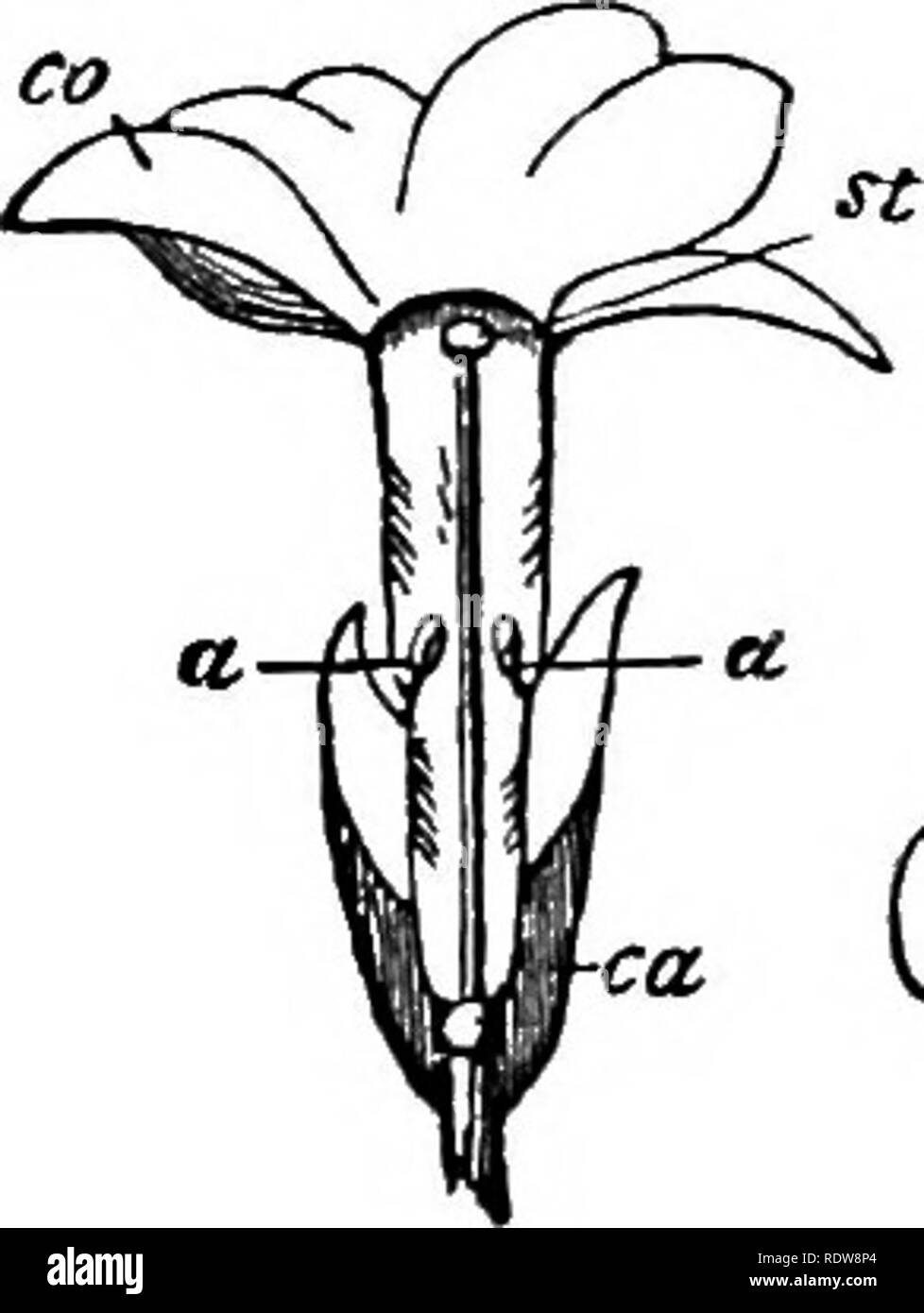 . La vita dell'impianto. La fisiologia vegetale. 240 LA VITA DELL'IMPIANTO da polline dello stesso fiore è meno successo e dà un meno vigorosa posteri rispetto a quando il polline proviene da un fiore. Inoltre ci sono impianti in cui l'autoimpollinazione è assolutamente sterile, ad es. Cory- dalis. Vi sono anche impianti con due o anche tre tipi di fiori, ad esempio il primrose, il Purple loosestrife, e diverse specie di lino. I pistilli e stami di questi fiori sono di lunghezze differenti, e inoltre lungo i pistilli si verificano nello stesso fiore con breve stami (fig. 68 A) e vice v Foto Stock