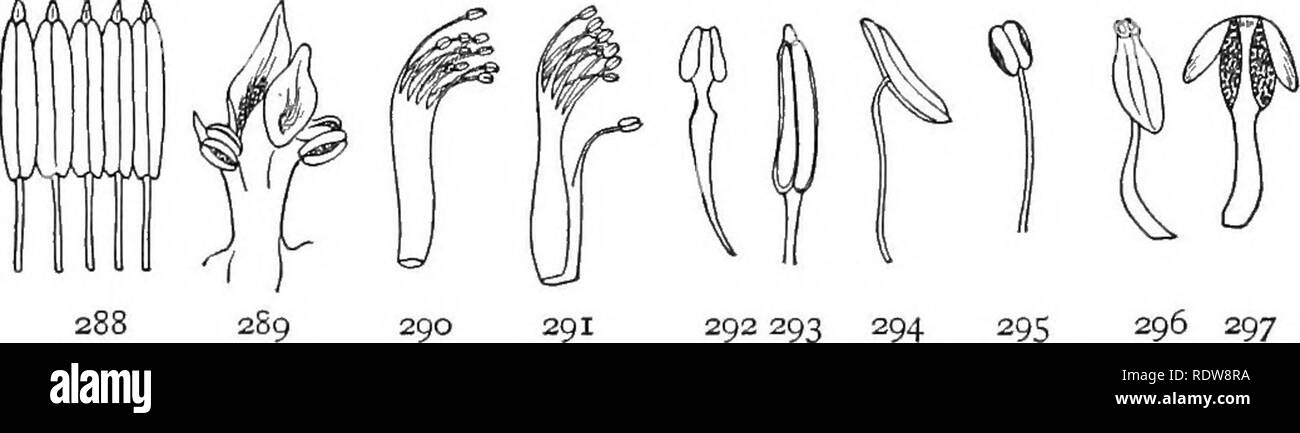 . Introduzione alla botanica. La botanica. 2S3 284 285 286 287 Figg. 283-287. Estivation dei petali. 283, valvate; 284, induplicate; 285, evolvente; 286, embricata; 287, corrugato.. 292 293 294 296 297 Figg. 288-297. Relativi a stami. 288, syngenesious, Regno dalle antere; 289, gynandrous, uniti al pistillo; 290, monadelphous, uniti da filamenti; 291, diadelphous, uniti in due insiemi; 292, antera innata; 293, antera adnate; 294, antera versatili; 295, antera dehiscing da fenditure longitudinali ; 296, antera dehiscing dal terminale fessure o pori; 297, antera dehiscing da alzate delle valvole.. P Foto Stock