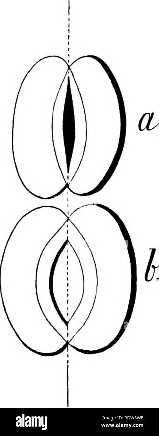 . La vita dell'impianto. La fisiologia vegetale. lyo la vita dell'impianto che la perdita di peso è dovuto ad evaporazione dall'impianto. Siamo inoltre in grado di assumere due campane di vetro di dimensioni uguali, un po' più piccola rispetto a quella della foglia- evap orazione di cui stiamo andando a indagare in modo tale che la lamina può essere trattenuto saldamente tra di loro (con cautela, /j del corso, in modo da non urtare, ma 1 IO /y al tempo stesso in modo tale che I I ' imburrato bordi delle campane sono 1J y fissato saldamente ad essa). Sotto ciascuna campana abbiamo posto un po' di sostanza che greedily assorbe il vapore acqueo, come ad esempio acido solforico per esempio, Foto Stock