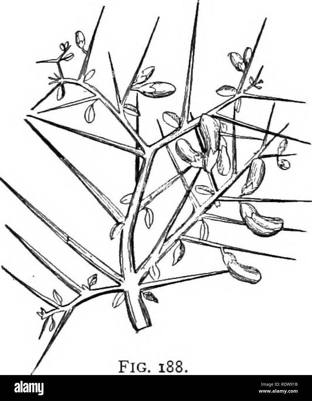 . Introduzione alla botanica. La botanica. Fig. 187. Zilla spinosa, leggermente ridotta. Dalla sa- hara deserto. Dopo Prantl e collaboratori. la crescita, gli anelli avente una larghezza media di 0,15 millimetro. Le regioni polari non possiedono le famiglie di piante loro peculiari- stessi, le piante che vi appaiono essere sopraffatte e xerofite rappresentanti della fami- menzogne che dominano il nord zona temperata. 217. Vegetazione delle zone desertiche. - I deserti occupano una consi- erable area della terra. In Nord Africa il Sa- hara deserto da soli è quasi uguale a quella degli Stati Uniti in termini di dimensioni e la sua area è più che raddoppiato dal Foto Stock