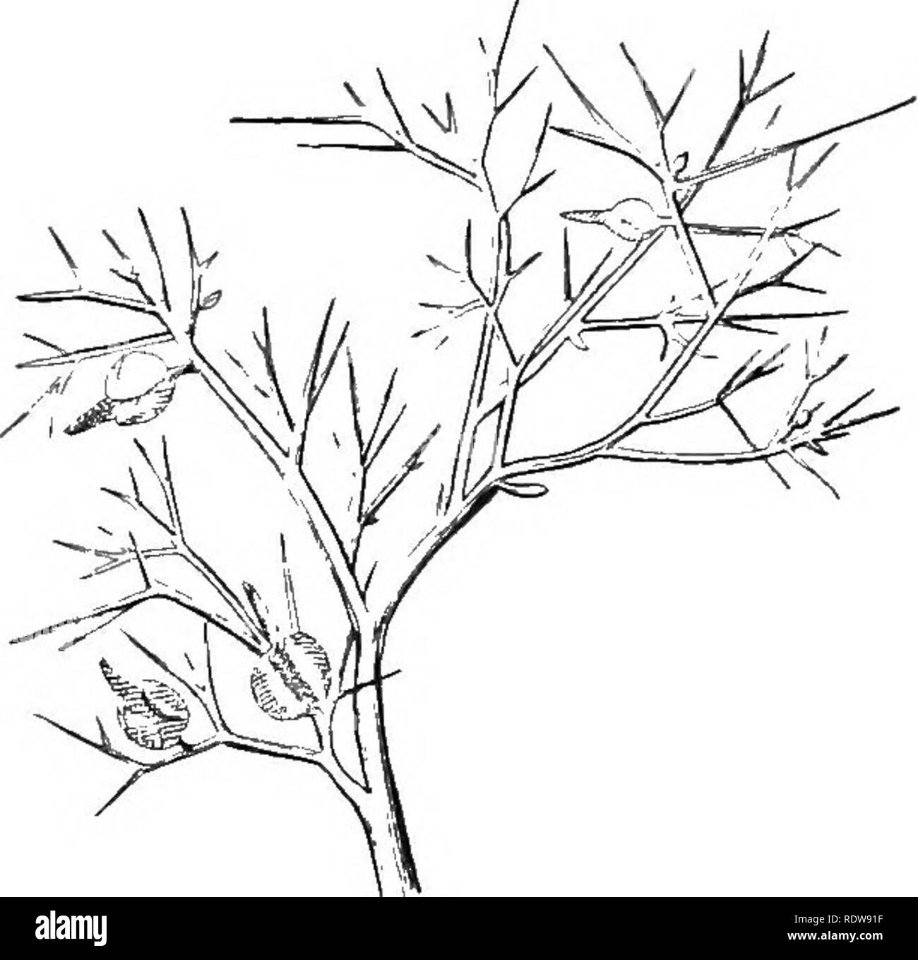 . Introduzione alla botanica. La botanica. Le piante di diverse regioni. 345. Fig. 187. Zilla spinosa, leggermente ridotta. Dalla sa- hara deserto. Dopo Prantl e collaboratori. la crescita, gli anelli avente una larghezza media di 0,15 millimetro. Le regioni polari non possiedono le famiglie di piante loro peculiari- stessi, le piante che vi appaiono essere sopraffatte e xerofite rappresentanti della fami- menzogne che dominano il nord zona temperata. 217. Vegetazione delle zone desertiche. - I deserti occupano una consi- erable area della terra. In Nord Africa il Sa- hara deserto da soli è quasi uguale a quella degli Stati Uniti in termini di dimensioni e Foto Stock