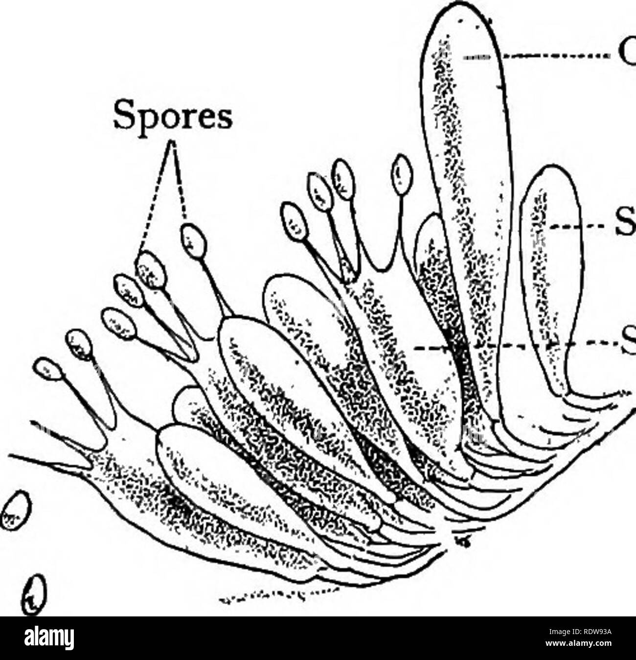 . Il nostro toadstools commestibili e di funghi e come distinguerli; una selezione di trenta nativo varietà alimentare, facilmente riconoscibili per le loro spiccate individualità, con semplici regole per l'identificazione di specie velenose. Funghi; Cookery (Funghi); cbk. AGARICS 79 spore un Cystidium -Sporophore AGARICINI in questo ordine l'hymenium, o spore cuscinetto-sur- faccia, è inferiore e cioè sul lato di sotto della pileus, ed è distribuito su lamellse o branchie, che si irradiano dal gambo del fungo e ciascuno dei quali può essere separato in due annebbiato divisioni piana. Sul lato opposto della pagina è mostrare Foto Stock