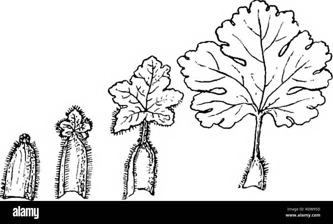 . La vita dell'impianto. La fisiologia vegetale. Struttura di impianto 15. il verde delle foglie di piante. Aver redatto una foglia della pianta sembra aver raggiunto dai sentieri battuti e produce una foglia dopo l'altro, li modellano come fosse secondo lo stesso schema, colata di loro, per così dire, nello stesso stampo. Ma le foglie non sono il solo prodotto di una pianta crescente; in corrispondenza di una certa età che produce altri organi quali fiori e frutta. Come una regola la trasformazione di foglie in distinti organi di fiori hap- penne improvvisamente; ma ci sono casi frequenti in cui il ap- pearance del fiore è Foto Stock