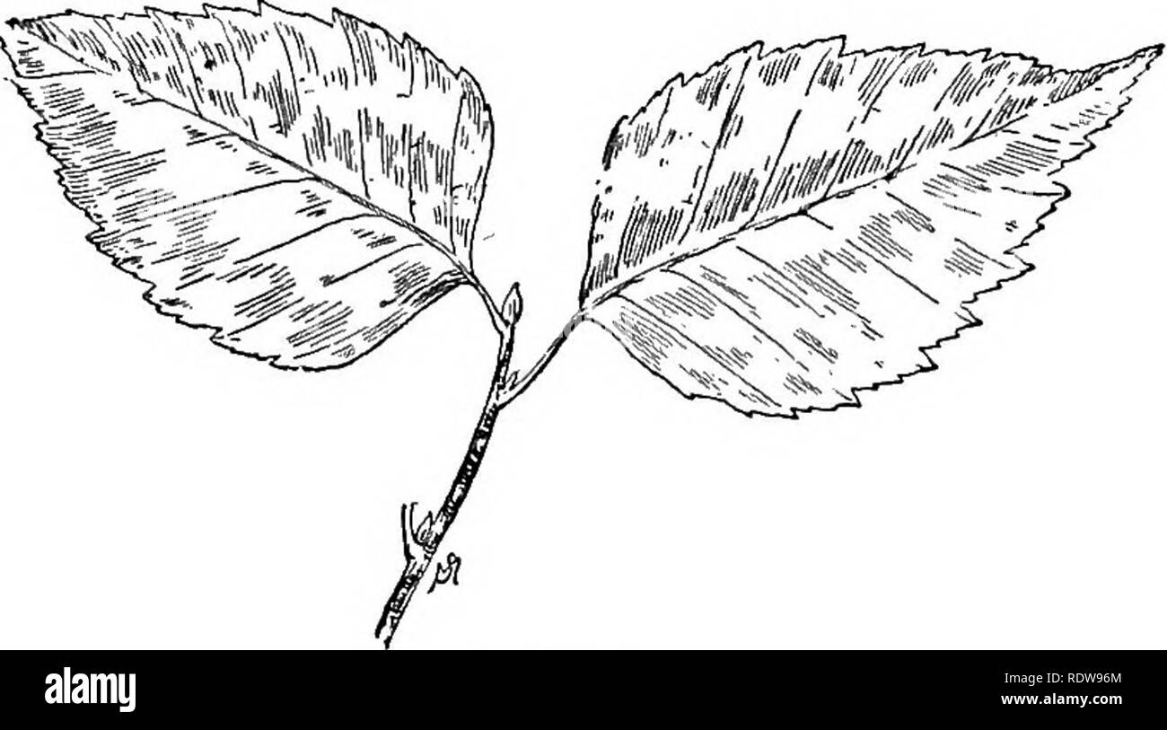 Conosce Gli Alberi E Le Loro Foglie Alberi La Betulla 97 Look Verde Sul Lato Inferiore