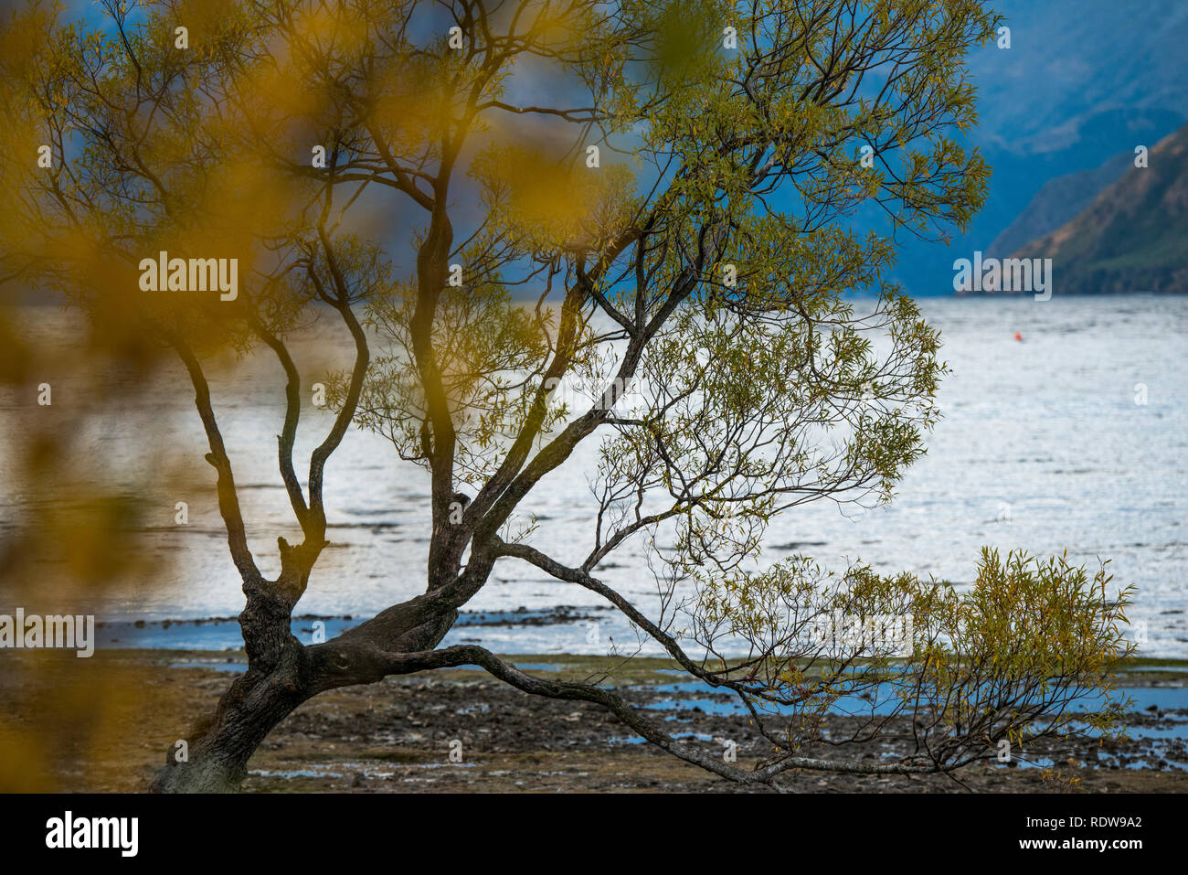 Il famoso 'che arriva a Wanaka albero " è un lone crack willow tree lungo le rive del Lago Wanaka che è diventato un popolare spot fotografico per i turisti. Foto Stock