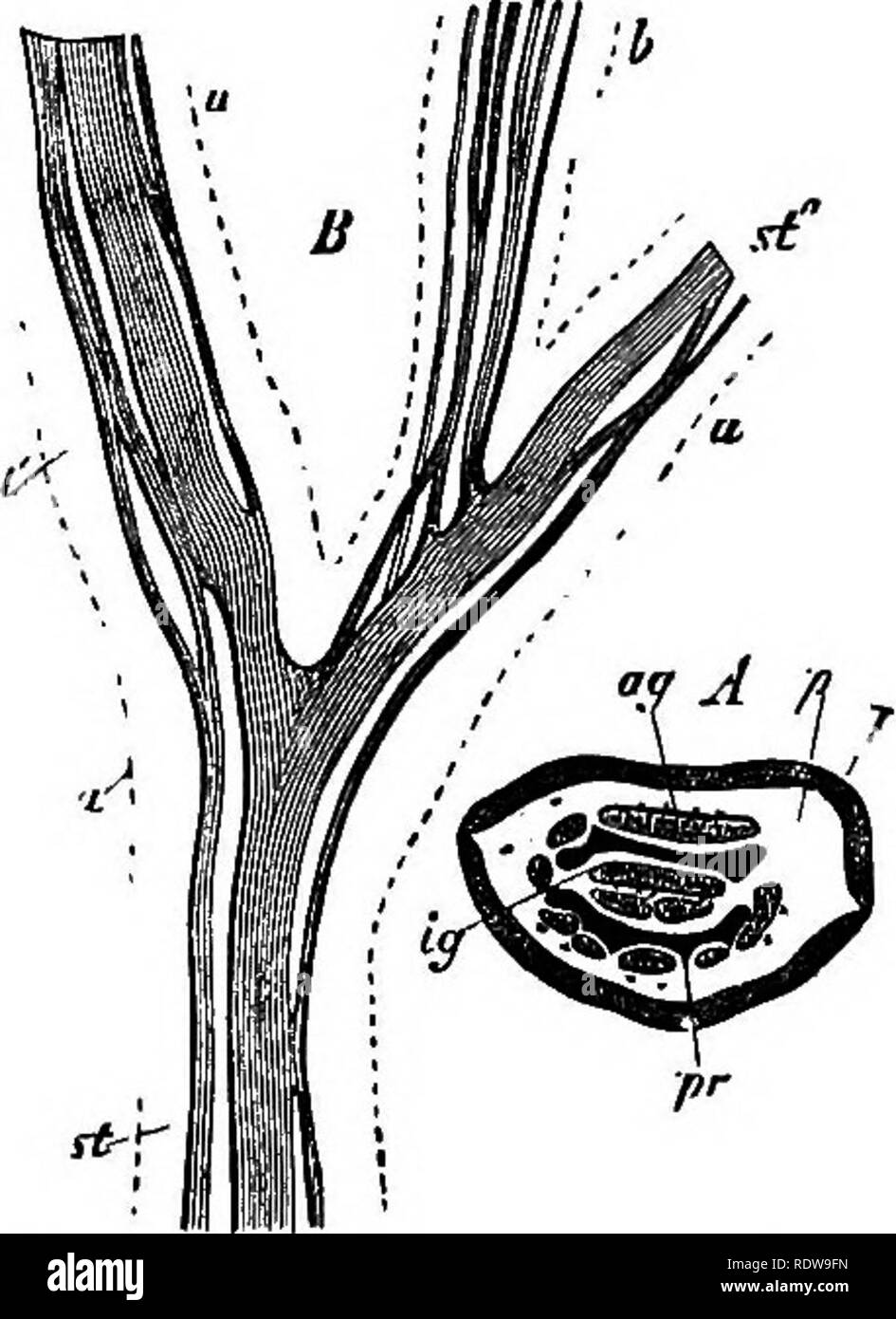 . La botanica per licei e collegi. La botanica. Maiale. 866.-Prothalllum e giovane pianta di Adi- antum CapUlus-Veneris, visto in sezione longitudinale verticale. ^^, il prothallium ; un, archegonia : h, la radice dei capelli- ; E, il giovane pianta; w, la sua prima radice; 6, la sua prima foglia. X circa 10.-Dopo Sachs. 490.-l'Pilicinse può essere qui disposti iiiider quattro ordini, come segue :* /. IsosporecB.- spore di un tipo. Ordine 1. rilioes, il vero felci. Sporangia campos- ed di modificate tri- cViomes, ciascuno de- veloped da un peccato- gle di cellule epidermiche, prodnced in cluster sulla superficie di o- dinary o leggermente mod Foto Stock