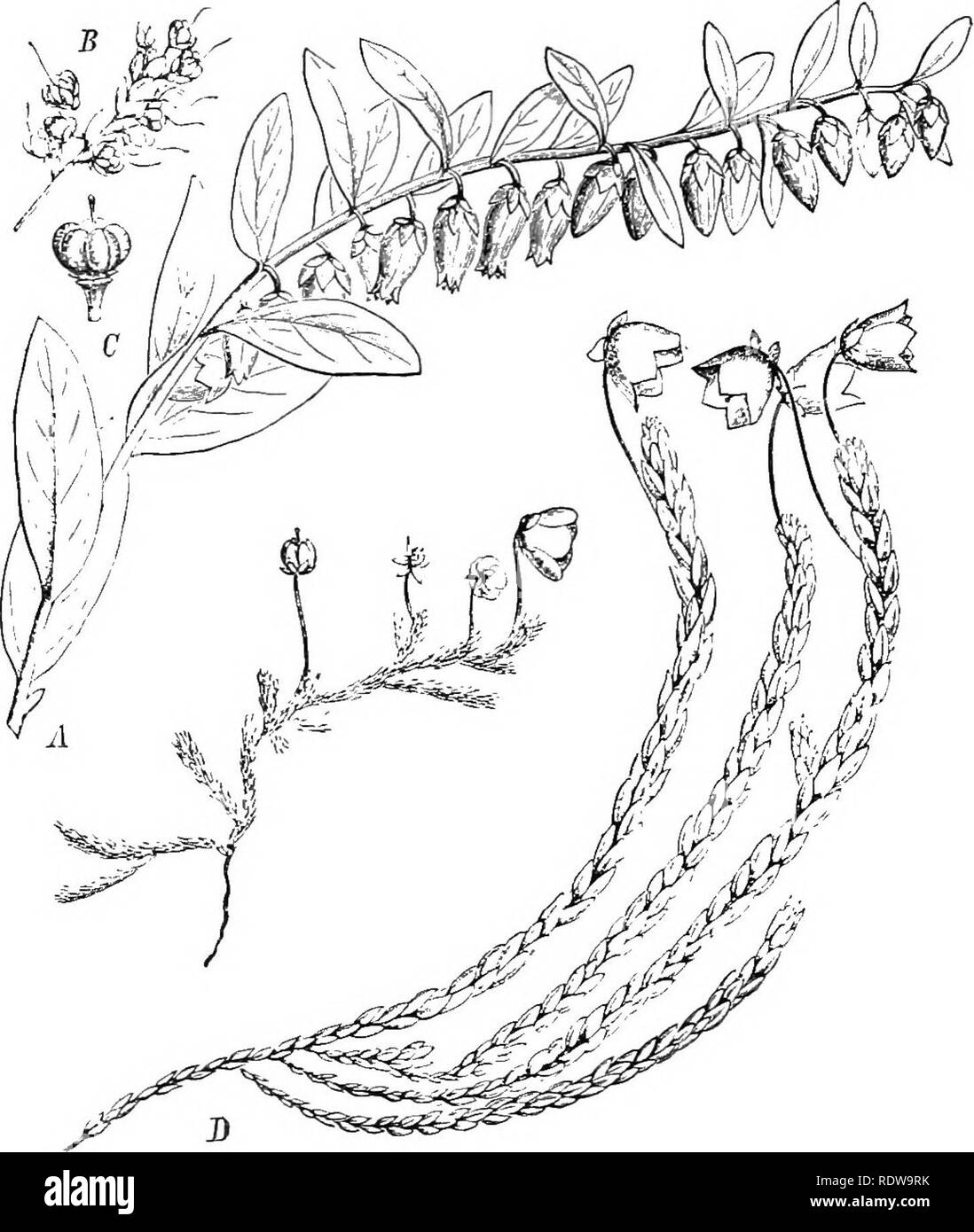 . Piante; un libro di testo di botanica. La botanica. MONOCOTYLEDilXS AXI) DIOOTVLEDOXS 269 del polline-sac dal terminale pori, wliich spesso sono pro- sospirato in tubi (Fig. 256).. Fig. t!54. Caratteristica lieath piante: .4. B. ('. Lyonia. mostra sympetalous fiori e lo stile unico dai lobi ovaio syncarpous; /&GT;, due forme di Cassiope, mostrando trailing abitudine, piccole foglie sovrapposte, e fiori sympetalous, ma in forma minore i petali sono quasi distinti.-Dopo Drude. Rappresentanti Comuni della famiglia sono come segue : huckleberry {Gaijlussacia), il mirtillo palustre e mirtillo ( Yac- ciniu Foto Stock