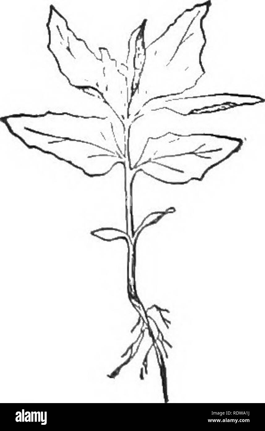 . Un libro di testo di botanica. La botanica. 33° di un libro di testo di botanica un abbondante produzione o'f semi per assicurare loro la perpetuazione e la propagazione e alcune delle nostre piante infestanti annuali sono notevoli per il vasto numero di fiori, frutti e semi che essi recano. Un esempio lampante di questo tipo è il comune Ambrosia, abbondante lungo i bordi delle strade e nei campi trascurato. L ambrosia è un composito. Erbacce altre della stessa famiglia che Ukewise portano i semi in grande abbondanza sono i mayweed, cocklebur, cavallo- erbaccia, e scarola riccia. Famiglia di erba, troppo, contribuisce una serie di fastidiosi infestanti annuali, tra di loro gli scacchi, w Foto Stock