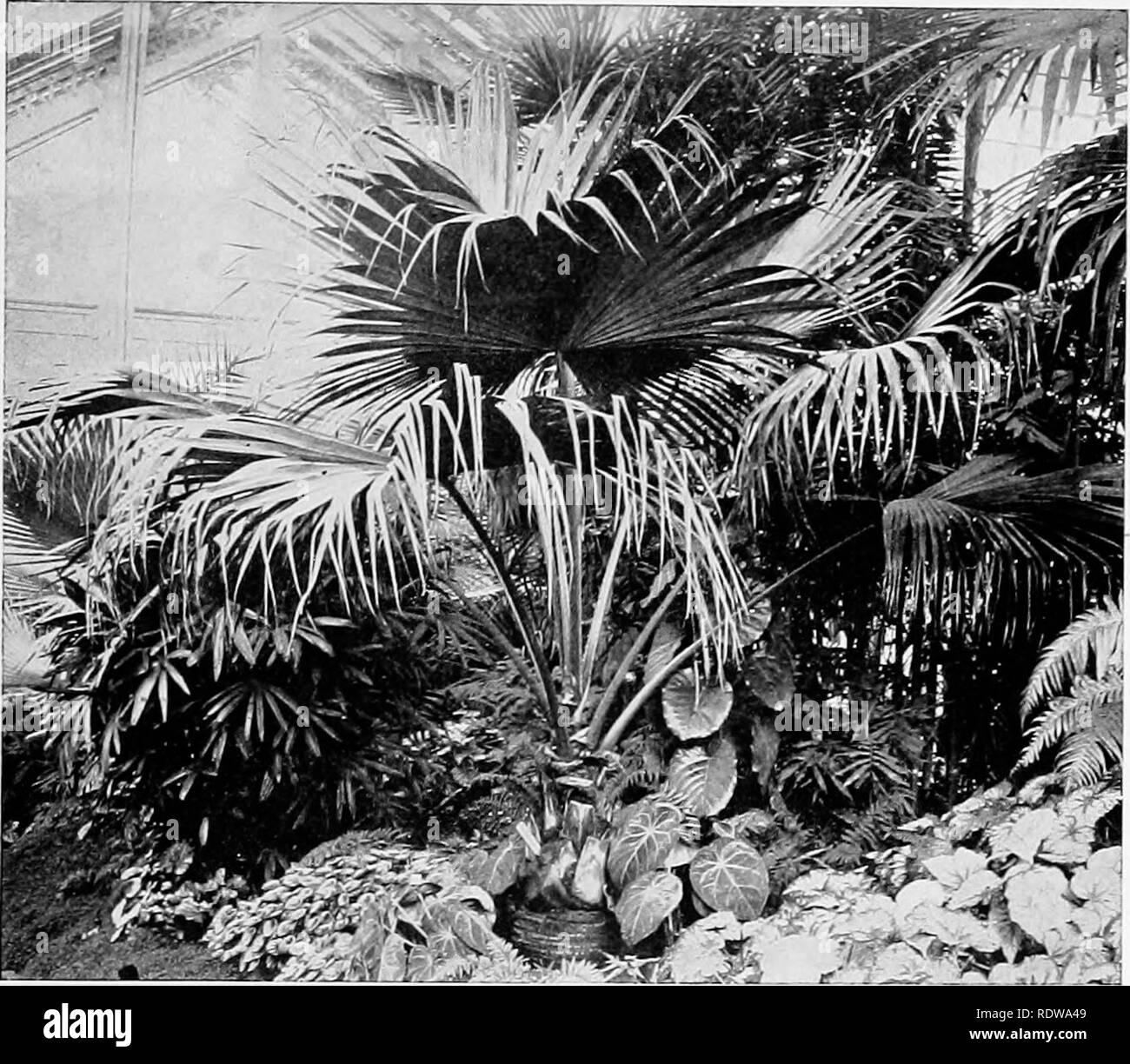 . Piante; un libro di testo di botanica. La botanica. MONOCOTY'LEDONS E DICOTILEDONI 243 è spesso difficile. Di solito un cade è presente, ma con nessuna differenziazione del calice e corolla e le parti del fiore sono abbastanza decisamente in " threes", in modo che la disposizione ciclica con la caratteristica Liliopsida numero viene visualizzato. Fig. 254. Una ventola palm, con basso il gambo e la corona di grandi foglie palmate, che si sono divisi in modo da apparire palmately ramificato.-Da " Impianto relazioni." 134. Aroids.-Questo è un gruppo di quasi un migliaio di specie, la maggior parte di loro appartenenti alla famiglia Aracece. Nel nostro f Foto Stock