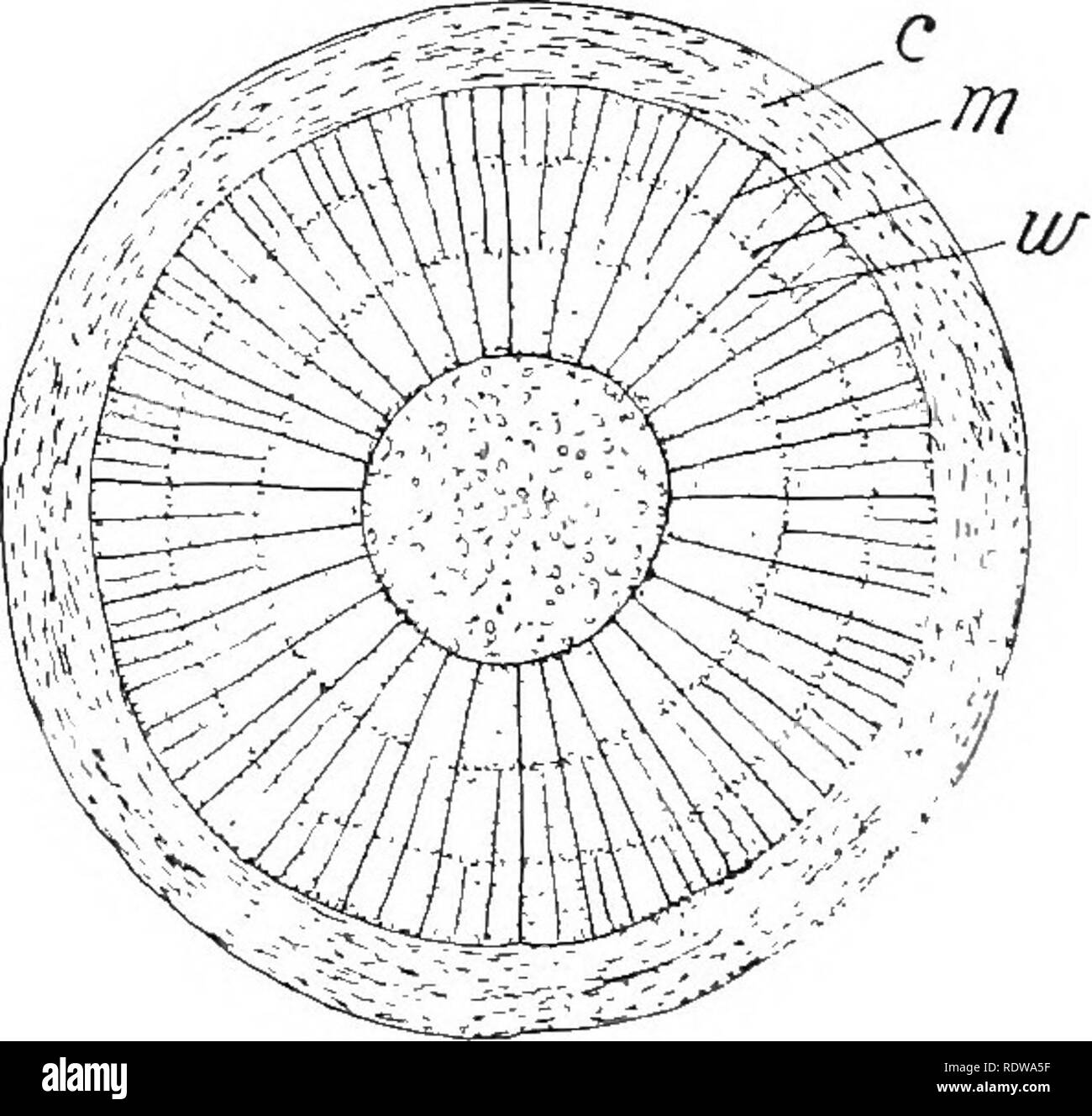 . Piante; un libro di testo di botanica. La botanica. Fig. 216. SLttion attraverso un giovane ramoscello di tiox sambuco, mostrando il gambo foQr regioni: e, epidermide, rappresentato dalla pesante linea boimding; c, la corteccia; w, vascolare cil- inder; 75, il pith.âFrom "Impianto di relazioni.'^ eter di fusti di legno (Fig. 217, iv), e di un possibile aumento del sistema di diramazione e fogliame dis- svolgere ogni anno. (3) vene foglia forma- zione di un sistema aperto (Fig. 216, figura a destra). La rete di piccoli veinlets tra grandi vene è di solito molto evidente, soprattutto sulla superficie della foglia, suggerendo il nome "net-venato Foto Stock