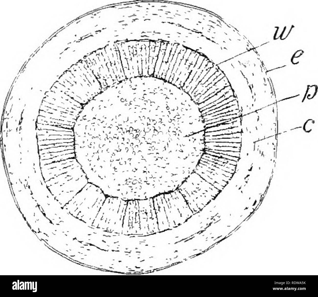 . Piante; un libro di testo di botanica. La botanica. 234 Impianto STEUCTUEES. Fig. 216. SLttion attraverso un giovane ramoscello di tiox sambuco, mostrando il gambo foQr regioni: e, epidermide, rappresentato dalla pesante linea boimding; c, la corteccia; w, vascolare cil- inder; 75, il pith.âFrom "Impianto di relazioni.'^ eter di fusti di legno (Fig. 217, iv), e di un possibile aumento del sistema di diramazione e fogliame dis- svolgere ogni anno. (3) vene foglia forma- zione di un sistema aperto (Fig. 216, figura a destra). La rete di piccoli veinlets tra grandi vene è di solito molto evidente, soprattutto sulla superficie della foglia, suggerendo la Foto Stock