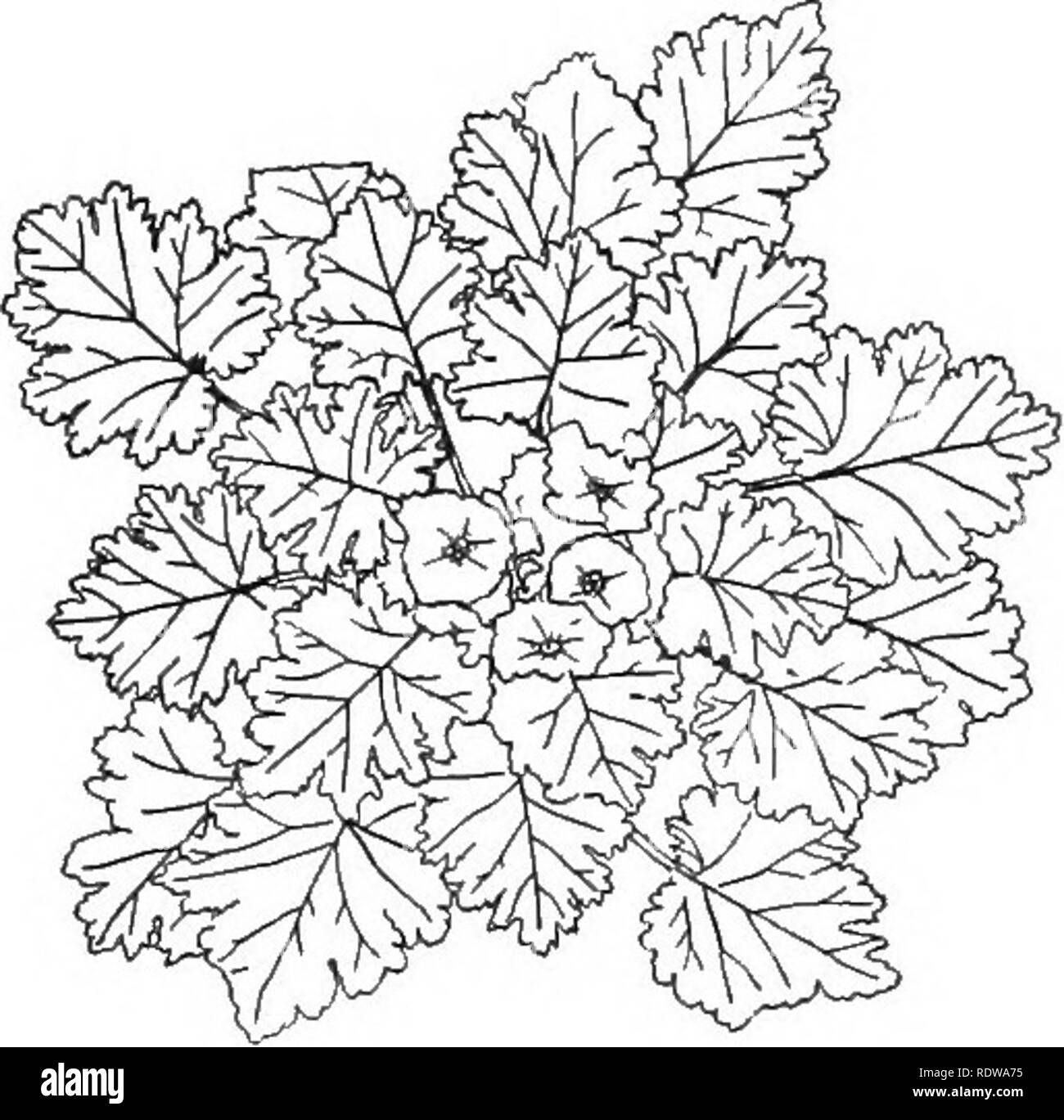. Un libro di testo di botanica. La botanica. Fig. 146. - La Leaf mosaico di primrose. Fig. 145. - Un impianto del selvaggio giglio giallo (Lilium canadensc), le cui foglie sono portati in cerchi (vortici) di quattro o più. che il risultato della loro organizzare- ment è che essi si sovrappongono l un l altro come poco come possibile. Se vogliamo guardare in giù su un impianto dal di sopra, dovremo probabilmente trovare che le foglie sono disposte in modo tale che ciascuno si inserisce in quasi come a uno spazio lasciato essere- tween le foglie sopra (Fig. 146), in modo tale che ciascuno riceve la maggior quantità possibile di luce. Il suo aspetto è molto simile a quella di un pavimento a mosaico, in cui ciascuna un Foto Stock
