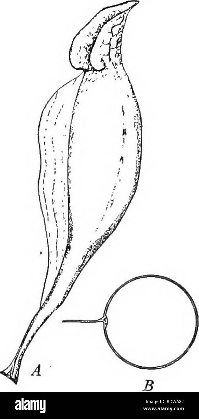 . Un libro di testo di botanica. La botanica. Le FOGLIE E I LORO USI 237. (Fig. 142). Ciascuna foglia-lama di questo impianto è curvato in forma di brocca che le catture e contiene acqua di pioggia. Gli insetti attirati dal nettare che viene prodotta sulla bocca del lanciatore, strisciare dentro di essa. Essi sono impediti dallo strisciare indietro dalla forte, ha sottolineato i peli all'interno, che sono rivolti verso il basso. Infine gli insetti vengono annegati nel liquido del lanciatore. Questo liquido contiene enzyms, prodotte da alcune delle cellule che la linea la brocca. Il enzyms digest (ossia di modificare una forma solubile) tali parti di insetti morti corpi" Foto Stock