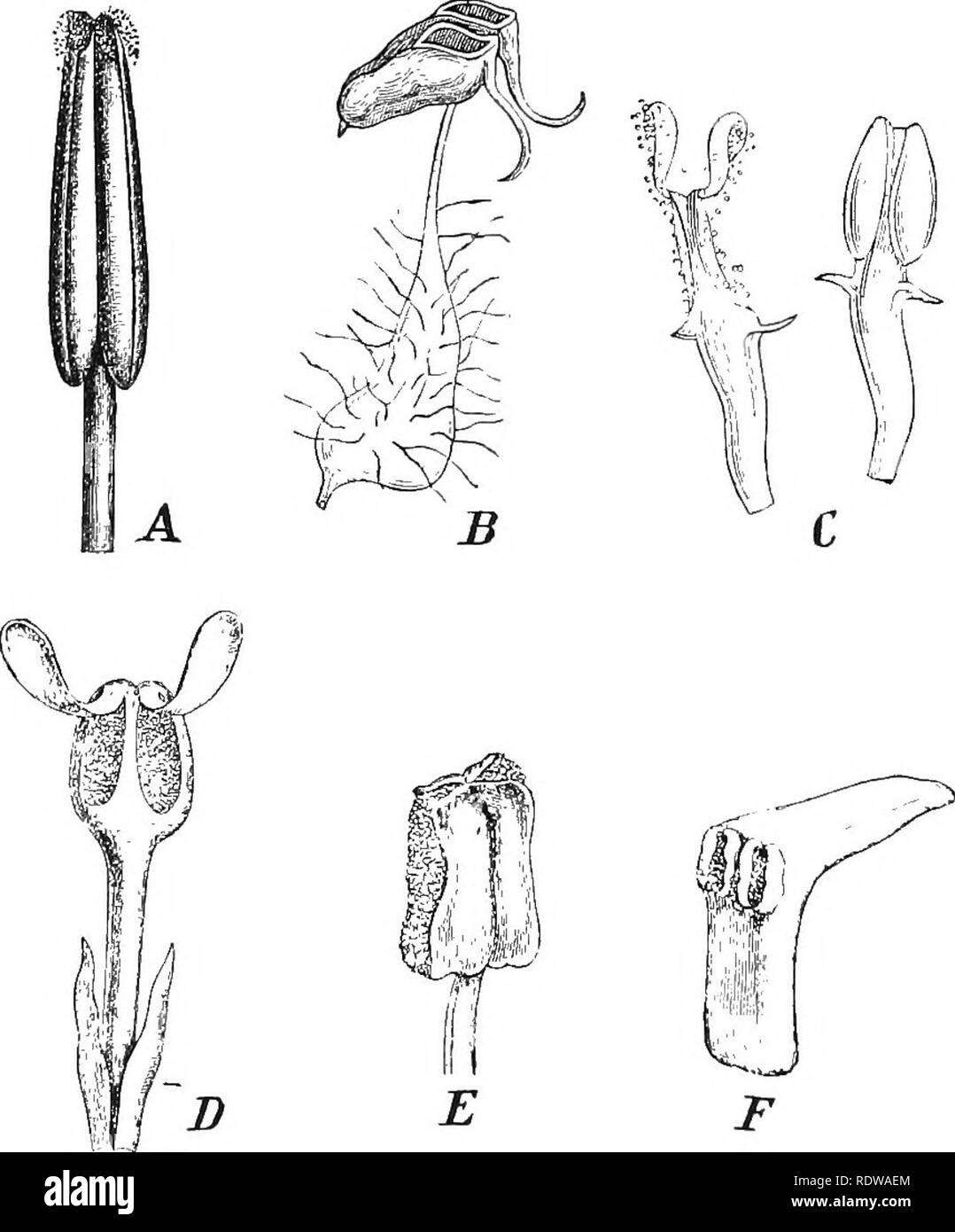 . Piante; un libro di testo di botanica. La botanica. 198 Impianto STEUOTUEES . Se un giovane antera essere sezionata trasversalmente quattro sporan- gia sarà trovata incastrata sotto l'epidermide, una coppia su ciascun lato dell'asse (Figg. 166,167). Quando essi raggiungono la maturità, la sporangia accoppiati su ciascun lato di solito si fondono per- gether, formando due spora-cavità di contenimento (Fig. 167, B). Questi sono generalmente chiamati " il polline-sac," e ogni antera è detto sono costituiti da due polline-sac, sebbene ciascun sac è composta di due fusi sporangia, e non è l'equivalente del polline-sac in Gymuosperms, che è un unico s Foto Stock