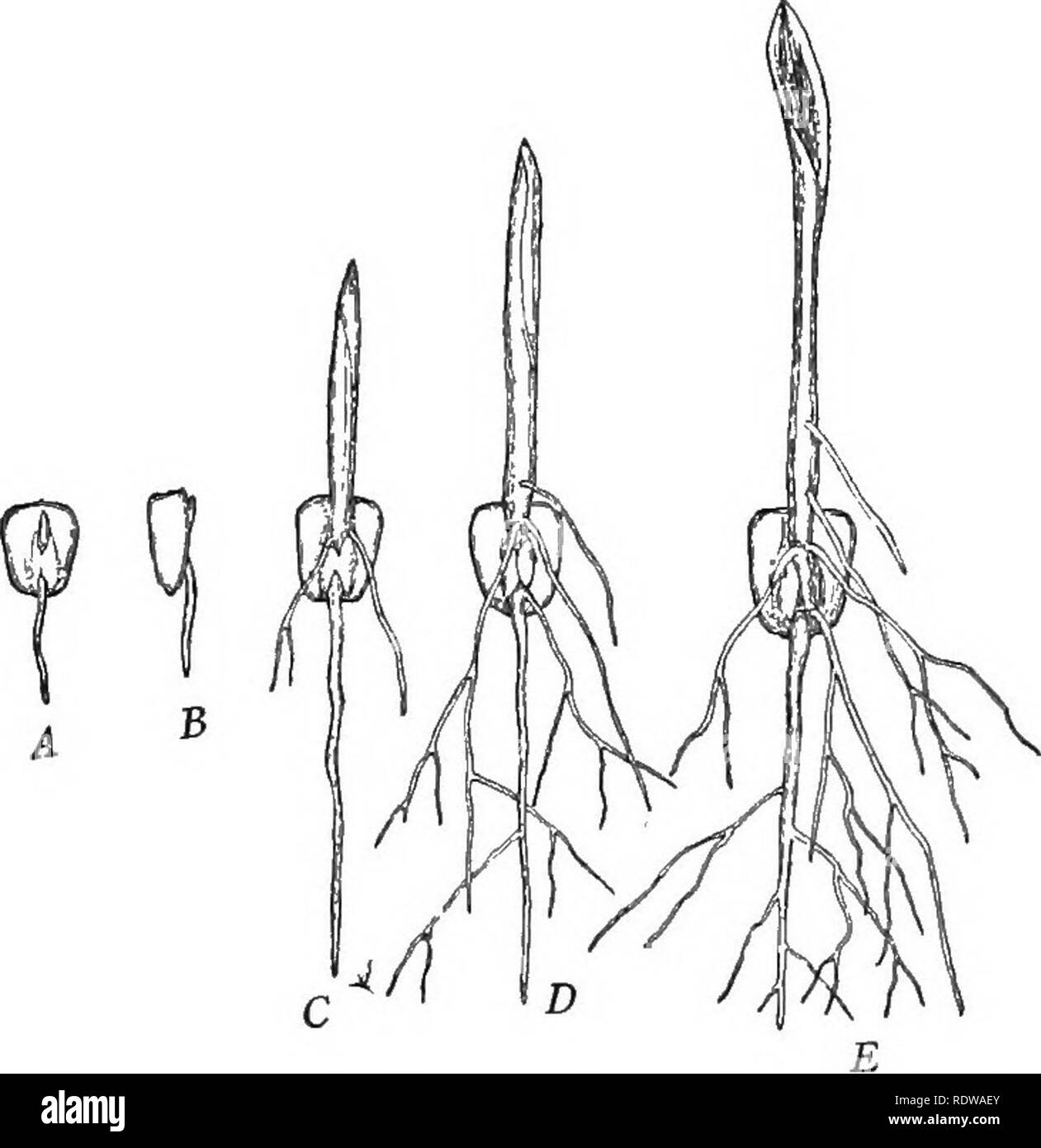 . Un libro di testo di botanica. La botanica. Il mais Indiano i6S fine del kernel, la homy endosperma è presente solo sui lati. L'endosperma amidaceo perde acqua e si restringe come il kernel stagiona, in modo che l'estremità esterna del kernel è dentellata. L'endosperma di pop corn è interamente o quasi interamente homy. È l'espansione di acqua entro la homy endosperma quando il kernel viene riscaldata che provoca una esplosione o " popping " del com. L'endosperma di dolce i duroni contiene una grande proporzione di zucchero e una quantità relativamente ridotta di amido; i semi perdono molta acqua come esse maturano e così diventare w Foto Stock