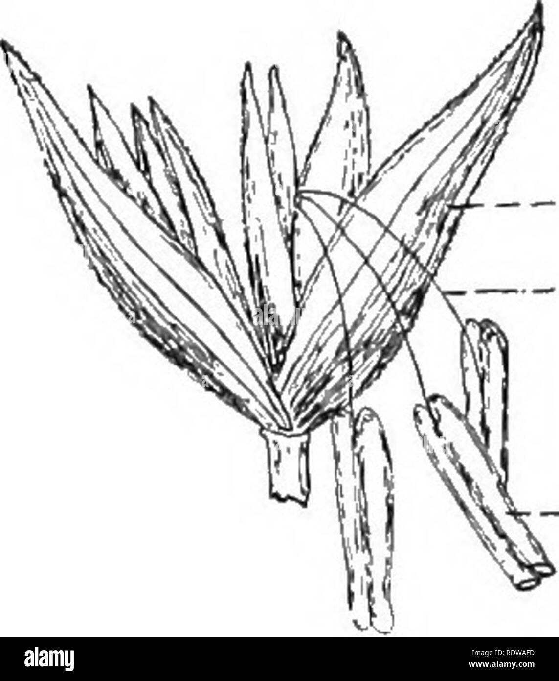 . Un libro di testo di botanica. La botanica. Il mais Indiano i6ho attaccato su un lato dello stile e che sembra essere un lunghissimo stigma. I progetti di seta al di là dei cartocci; lungo tutta la sua superficie sono peli che sono i più numerosi in prossimità della punta. Il cluster di stimmi di sete o appeso alla fine dell'orecchio così fornisce un eccellente /, mezzi per catturare e trattenere i grani di polline. I fiori alla base dell'orecchio sono le più antiche e prima di maturare e quindi i gherigli in questa parte dell'orecchio sviluppare prima. 183. Flusso Staminate- ers. - Il fiocco è un molto ramificato di cluster staminate Foto Stock