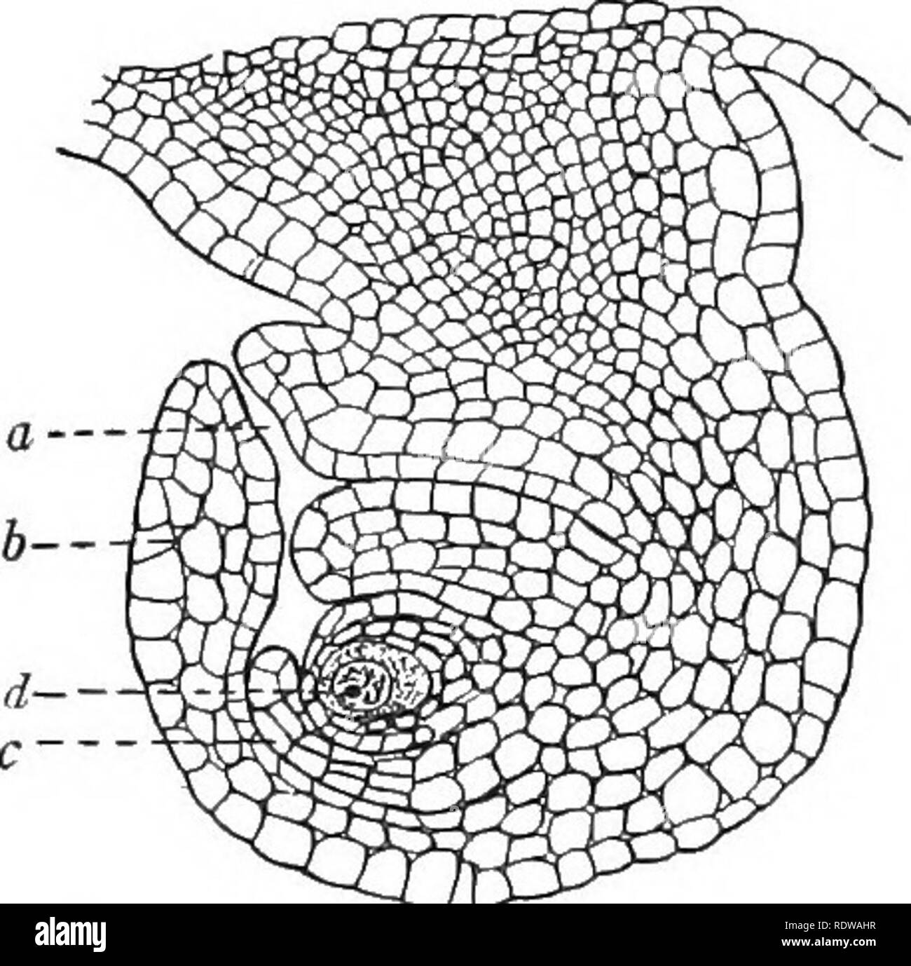 . Un libro di testo di botanica. La botanica. 144 TEXTBOOK di botanica europea degli altri nove. Questo canale raccoglie e trattiene il nettare che viene prodotta sui lati interni delle basi degli stami. Ogni stame è composto da una lunga e sottile filamento e un piccolo antera. L'antera contiene due sacche di polline (microspora sacs) in cui i granelli di polline vengono sostenuti. La storia dei granelli di polline del bean è molto simile a quella dei granelli di polline di pino. Ciascuno dei molti microspore formata nel polline sac è un giovane granello di polline"; ma la microspora germina mentre ancora nella sacca da di- viding in Foto Stock