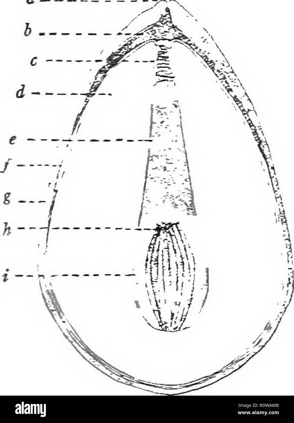 . Un libro di testo di botanica. La botanica. La PIXE 127 la pianta maschio è ora completamente formato. Esso comprende al massimo sei ceUs, di cui due sono piccole e hanno quasi o del tutto scomparso; le restanti quattro sono la levetta cella, i due gameti e la cellula vegetativa di cui il tubo è una parte. Infine, l'estremità del tubo si fa strada attraverso il tessuto della macrospore sac nel collo di un archegone, e vi entra in contatto con l'uovo. Poi la fine del tubo poUen burst, e il suo contenuto, compresi i gameti maschili, sono costretto nell'uovo. Un gamete maschile unisce con l'uovo. Il risultato di thi Foto Stock