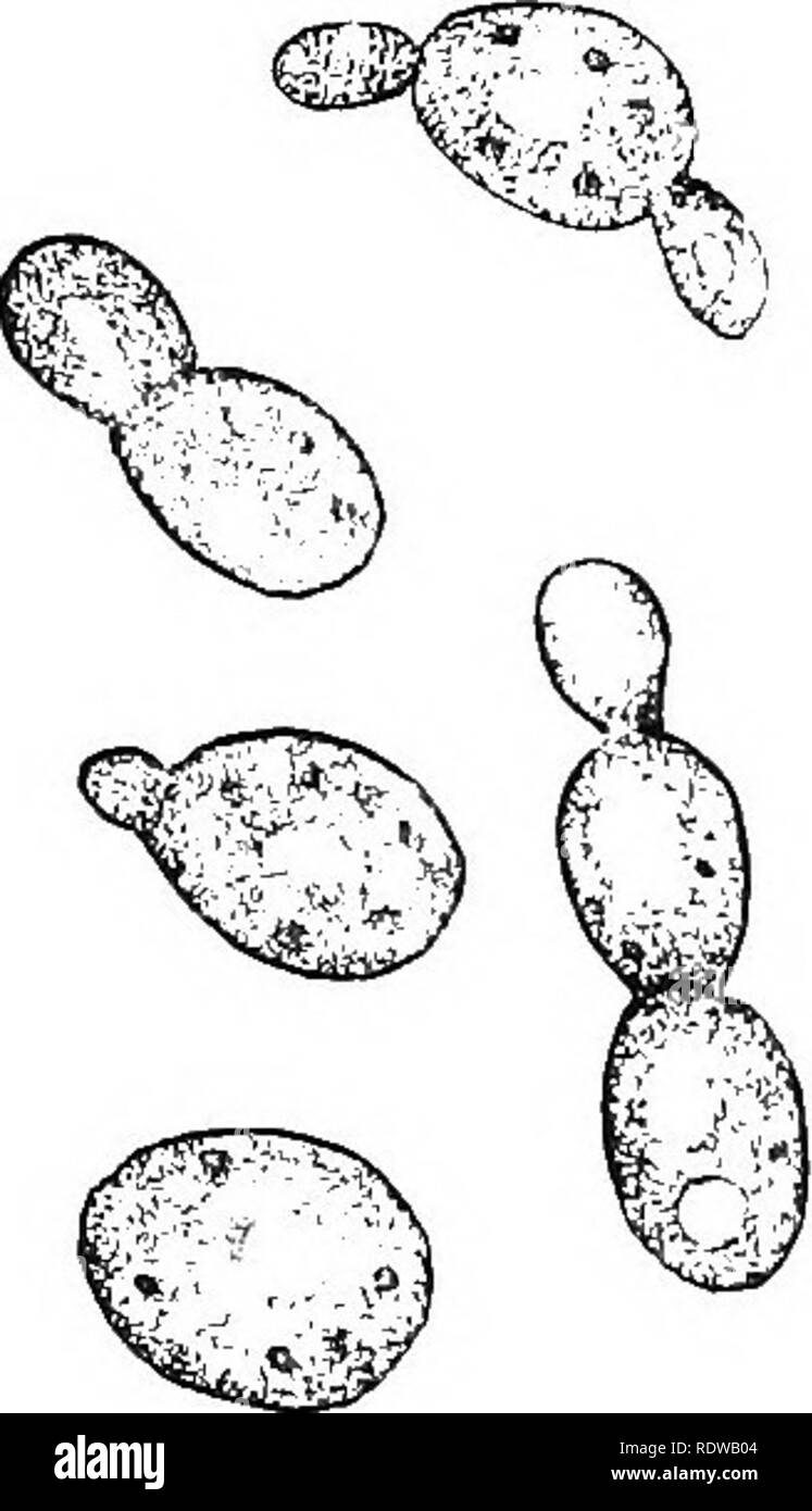. Piante; un libro di testo di botanica. La botanica. Fig. 47. Il comune di morel commestibili iMorclie/la escnlenta). La struttura mostrata e utilizzato rappresenta il ascocarp, le depressioni di cui superficie sono rivestiti con asci contengono- ing ascosporee.-Dopo Gibson. Fig. 48. Cellule Teaet, reprodu- collocamento da germogliando e formare catene di ing.-Caldwell. " Cellule di lievito ' sembrano essere conidi avente una peculiare bud- ding metodo di moltiplicazione e la notevole potenza di eccitante la fermentazione alcolica in soluzioni zuccherine. 3. ^ciDiOMYCETES {^J]]ci(liiim-funghi) 45. Caratteri generali.-Questo è un grande gruppo di molto destr Foto Stock