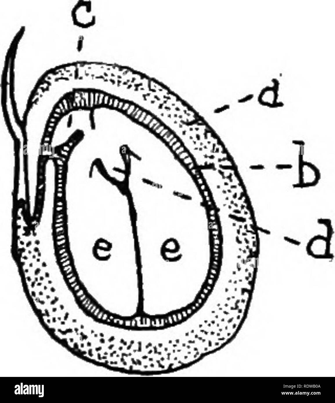 . British piante; la loro biologia ed ecologia. La botanica; botanica; Ecologia vegetale. La fio. 54.-Sbction longitudinale o Albuminous o semi di papavero. (Ingrandita.), semi-coat; b, endosperma; c, em- bryo. La fio. 55.-^sezione longitudinale di frutta giardino op Nastur- tium, mostrando EXALBUMINOUS seme. (Ingrandita.), frutta-parete (PERICARPO); b, semi- rivestire ; c, giovane radice; d, giovani germogli; e, ingaggiami-foglie. Semi amidacei costituiscono la più importante fonte di cibo per l'uomo. Nella maggior parte delle nazioni civilizzate uno o altri di chicchi di cereali costituisce la sua dieta base-ad esempio, frumento, dal quale il pane bianco è realizzato ; segale, realizzati in nero br Foto Stock